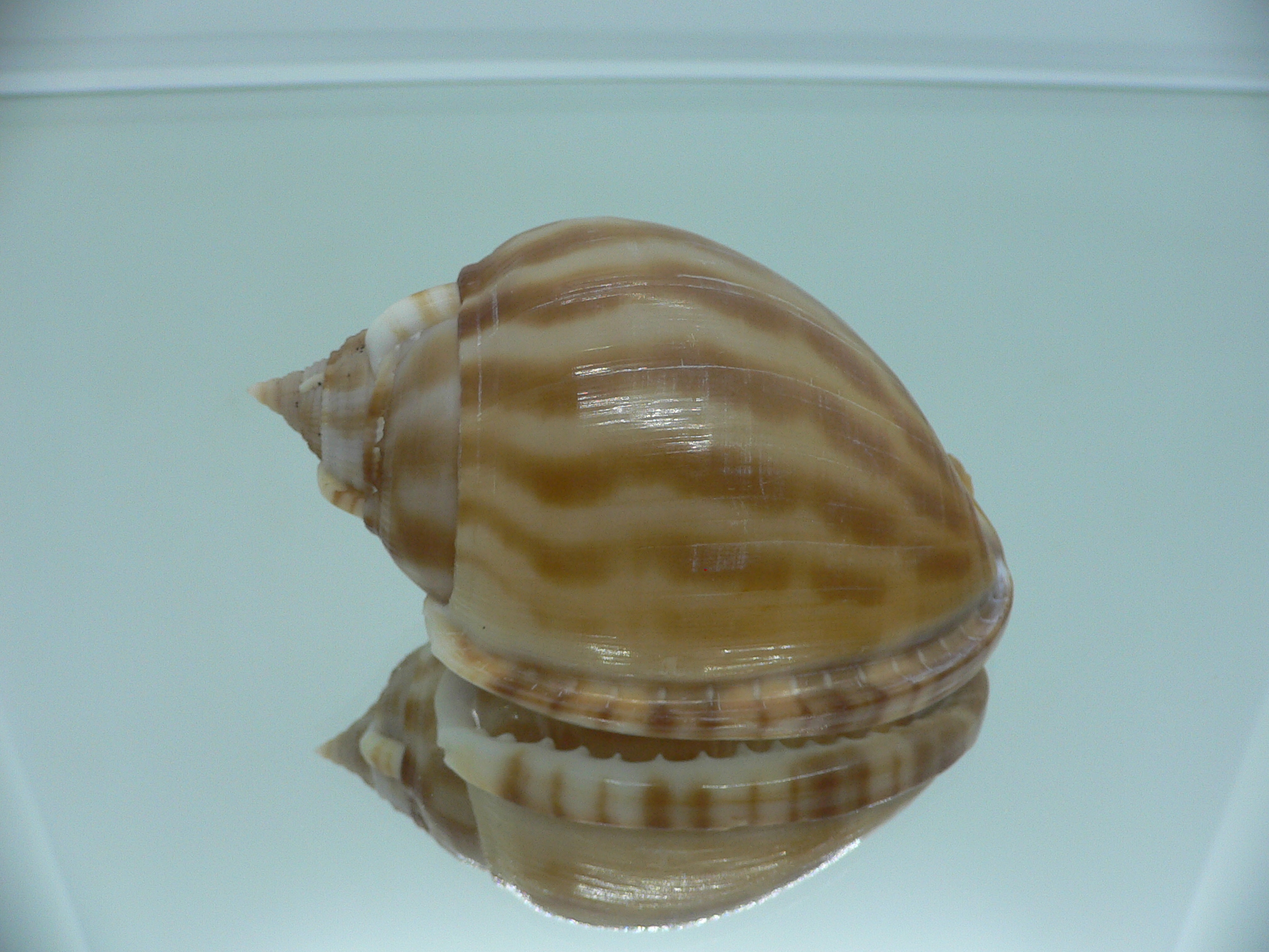 Phalium muangmani SMOKY