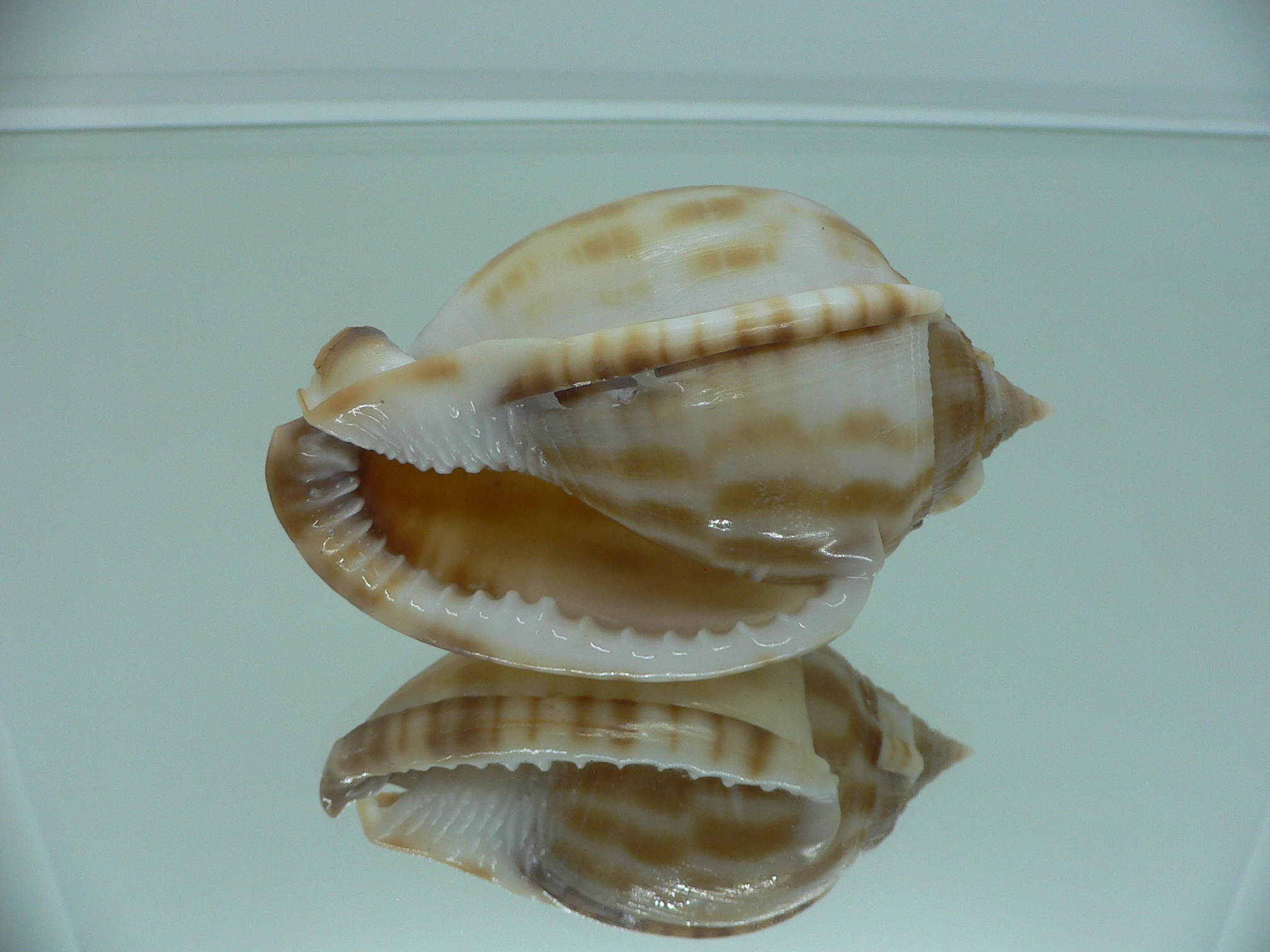 Phalium muangmani SMOKY