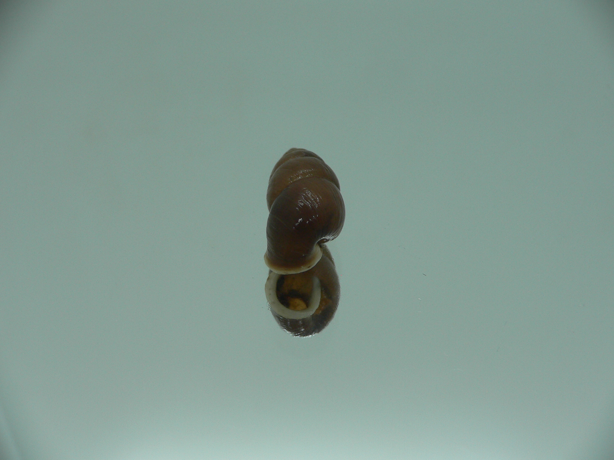 Pupinidius wenxian ENDEMIC