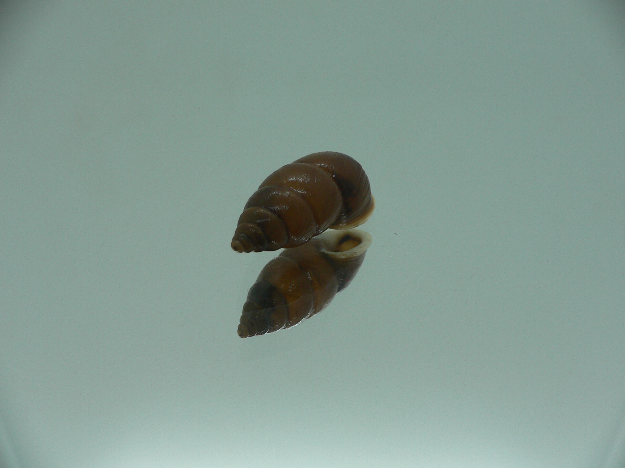Pupinidius wenxian ENDEMIC