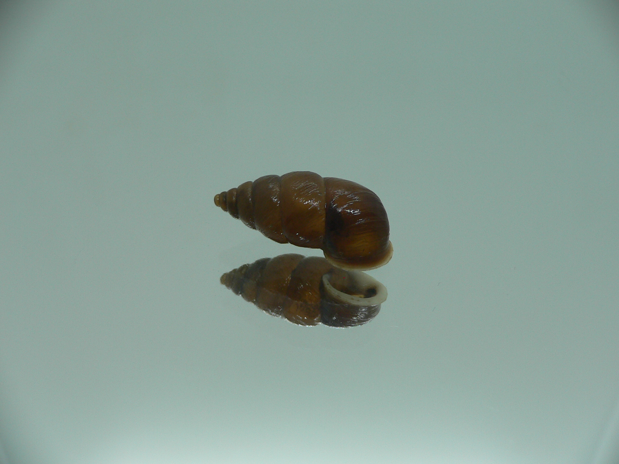 Pupinidius wenxian ENDEMIC