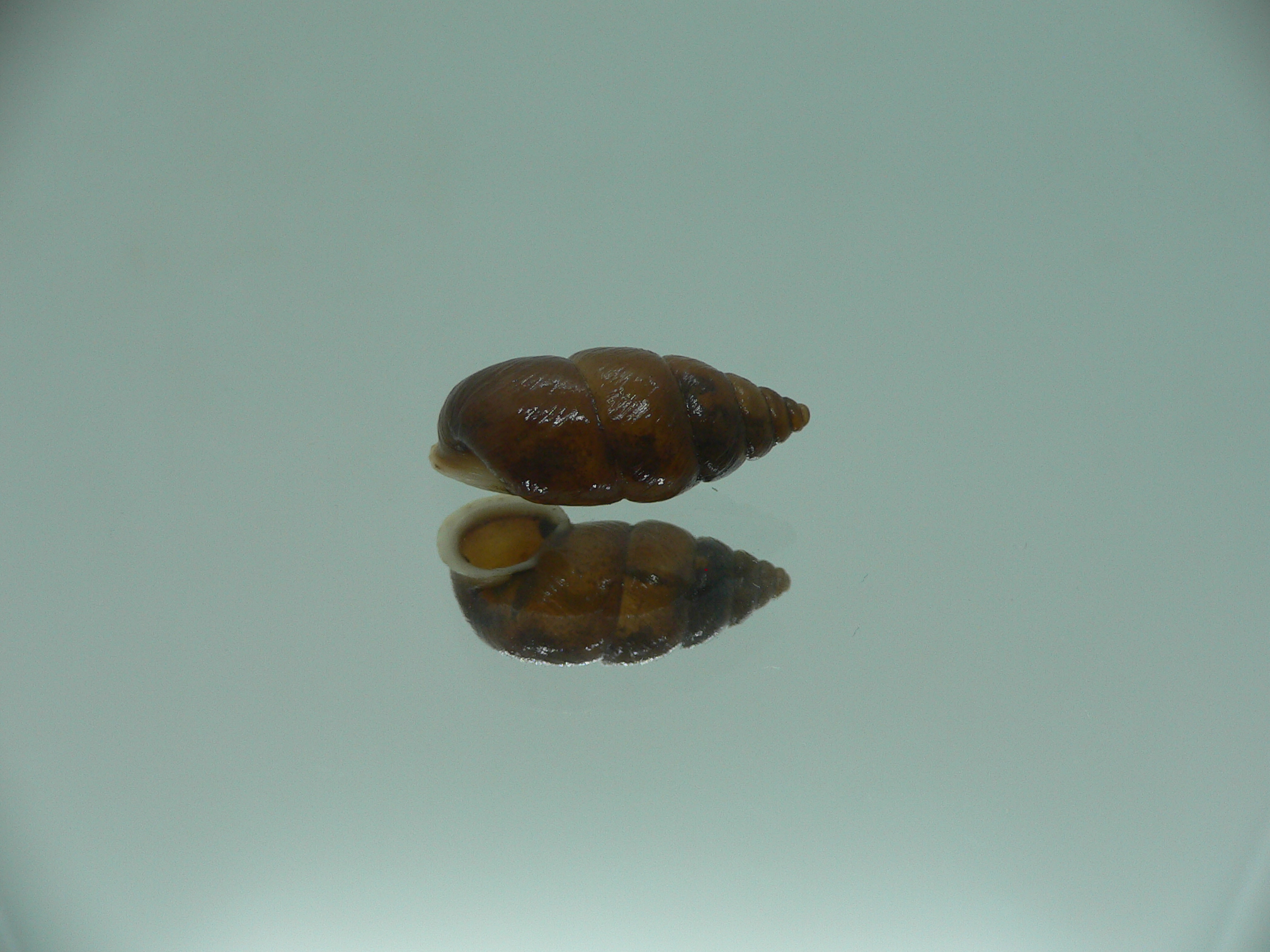Pupinidius wenxian ENDEMIC