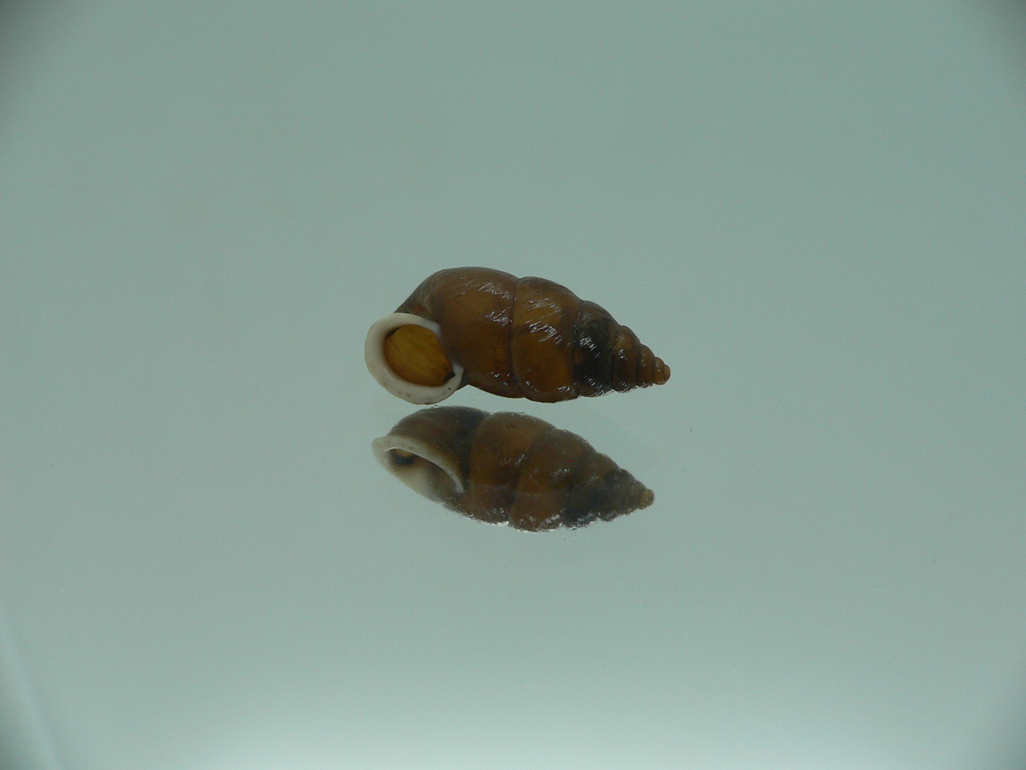 Pupinidius wenxian ENDEMIC