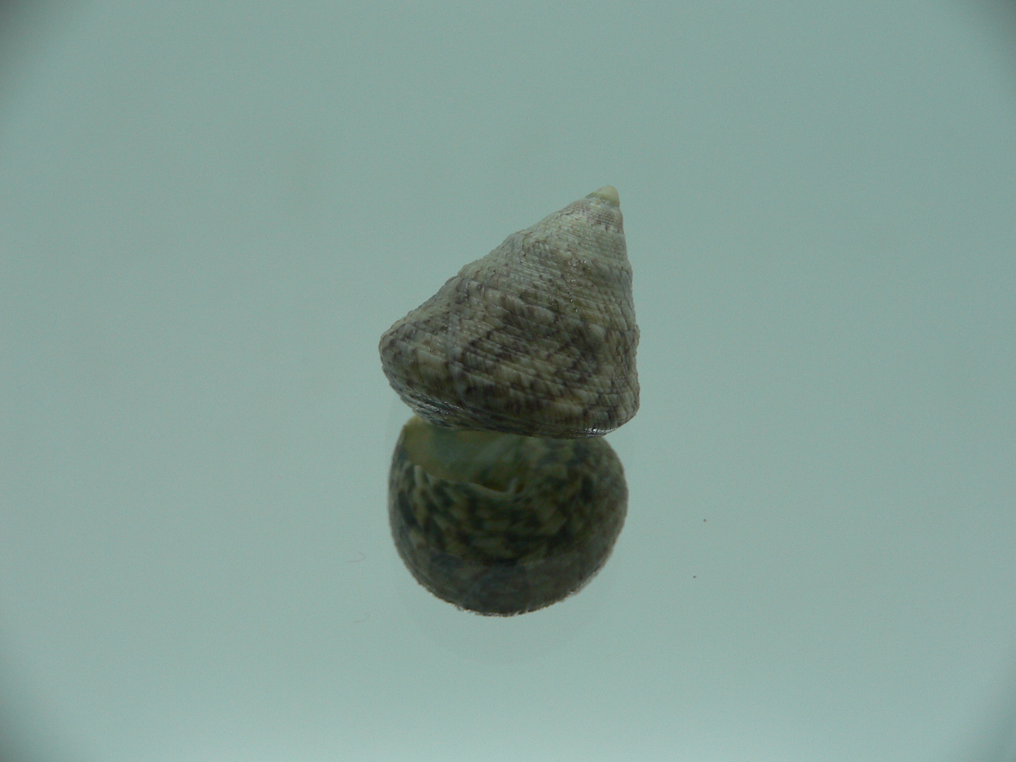 Calthalotia strigata