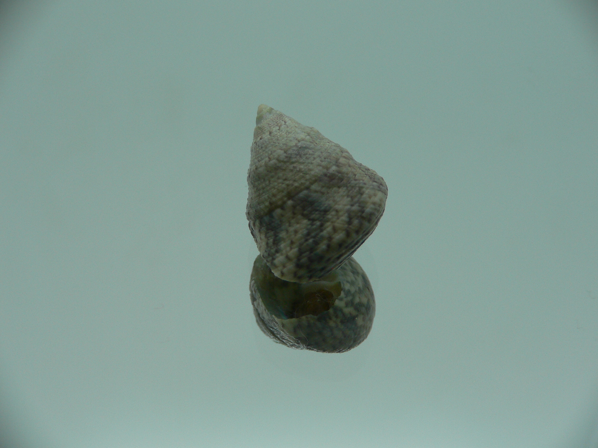 Calthalotia strigata