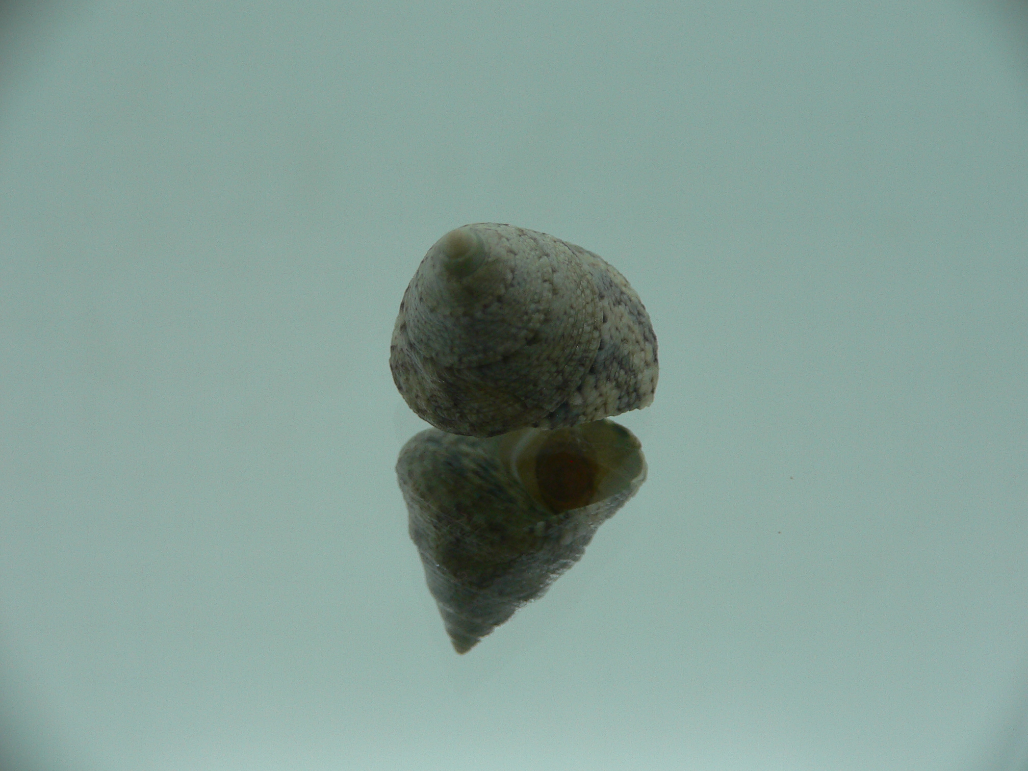 Calthalotia strigata