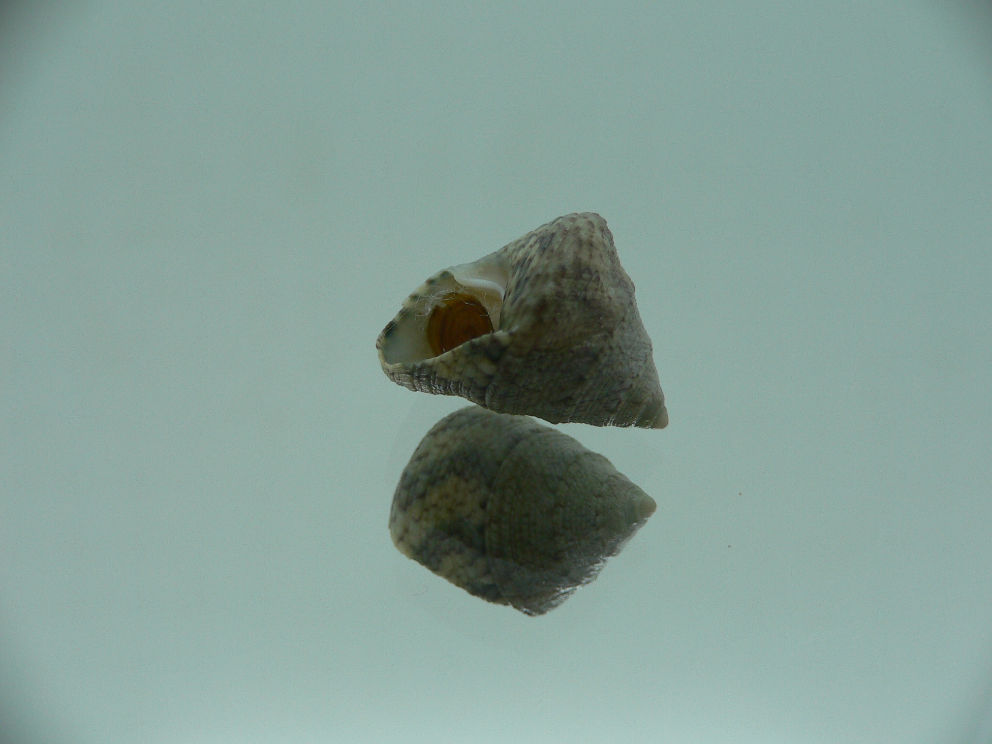 Calthalotia strigata