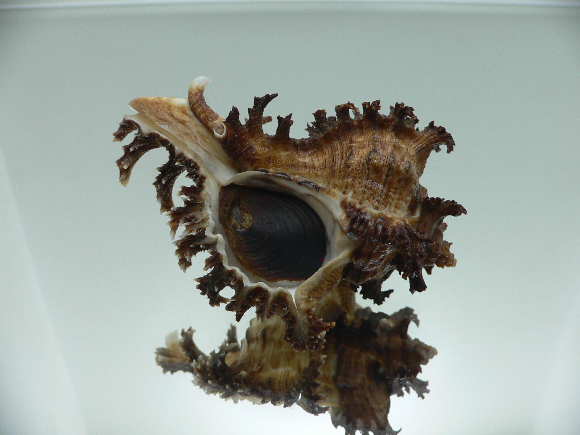 Chicoreus ramosus DARK DWARF