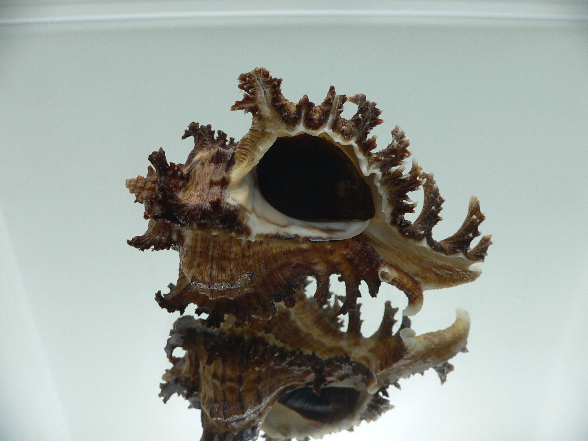 Chicoreus ramosus DARK DWARF