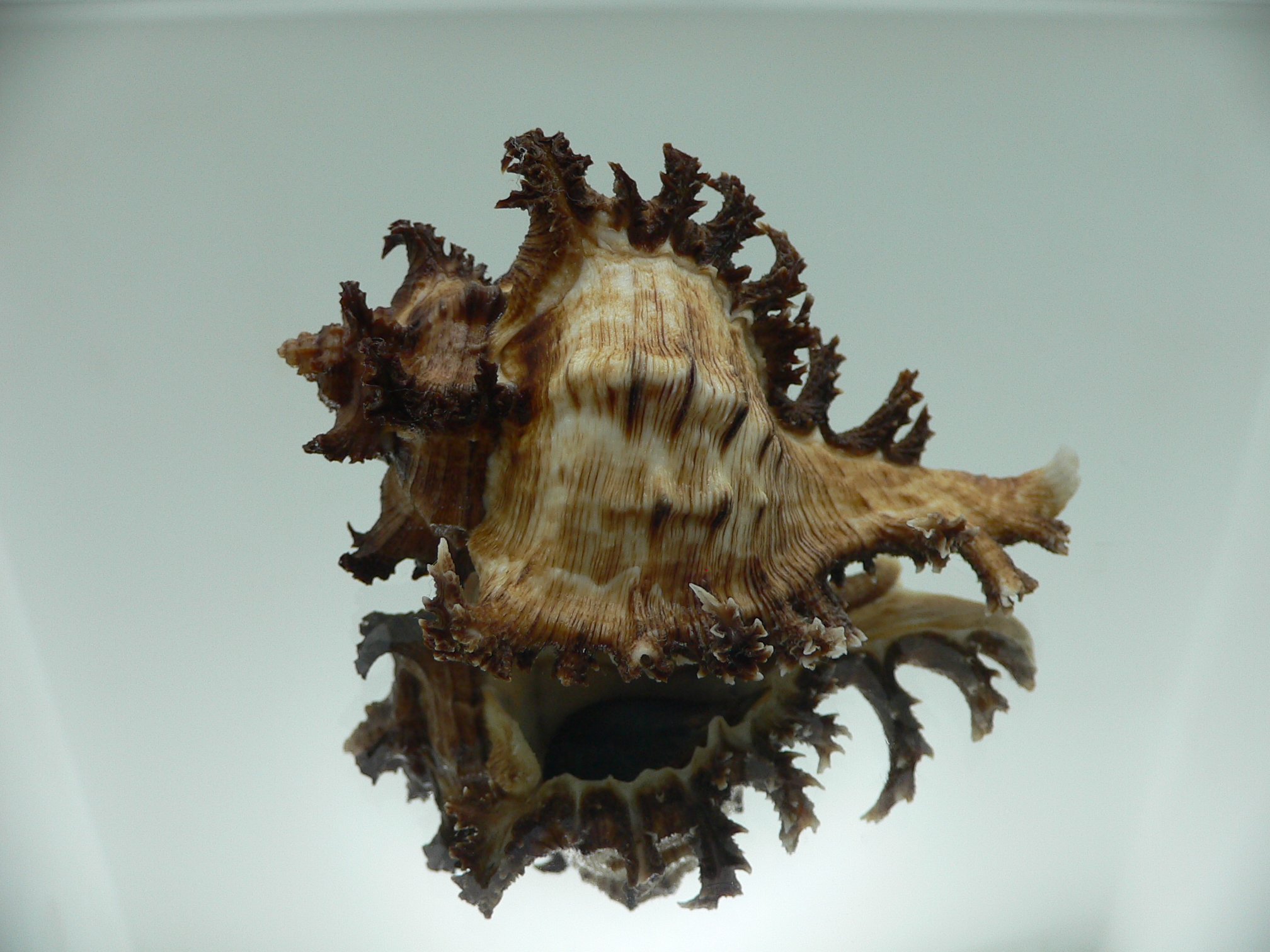 Chicoreus ramosus DARK DWARF