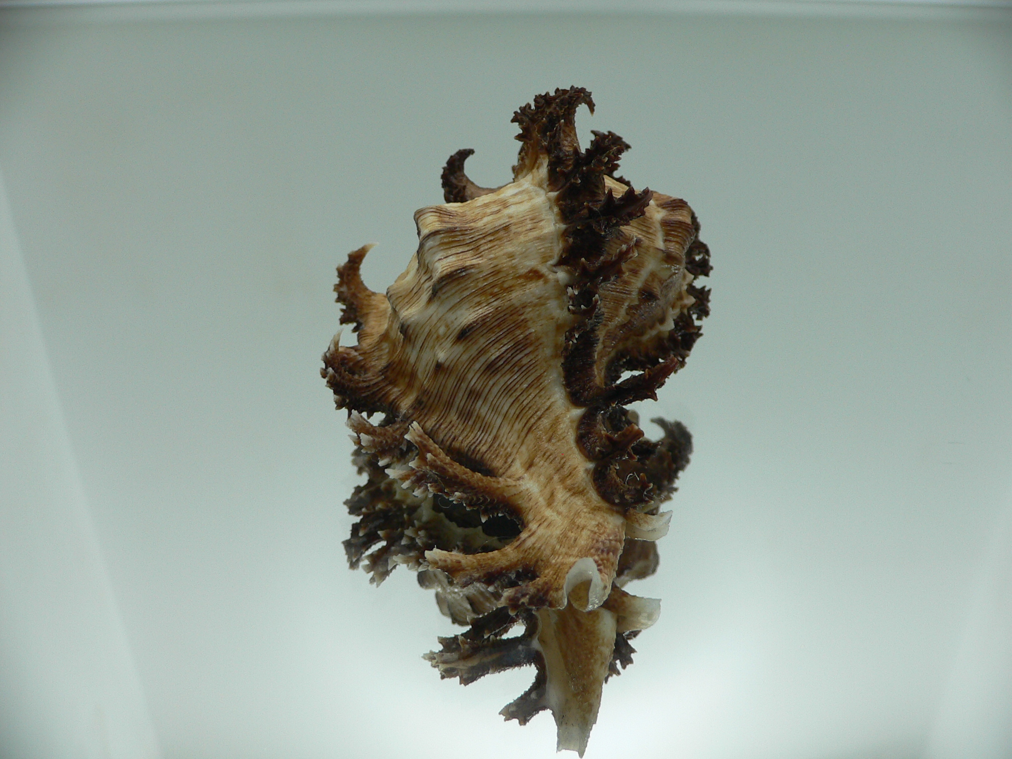 Chicoreus ramosus DARK DWARF