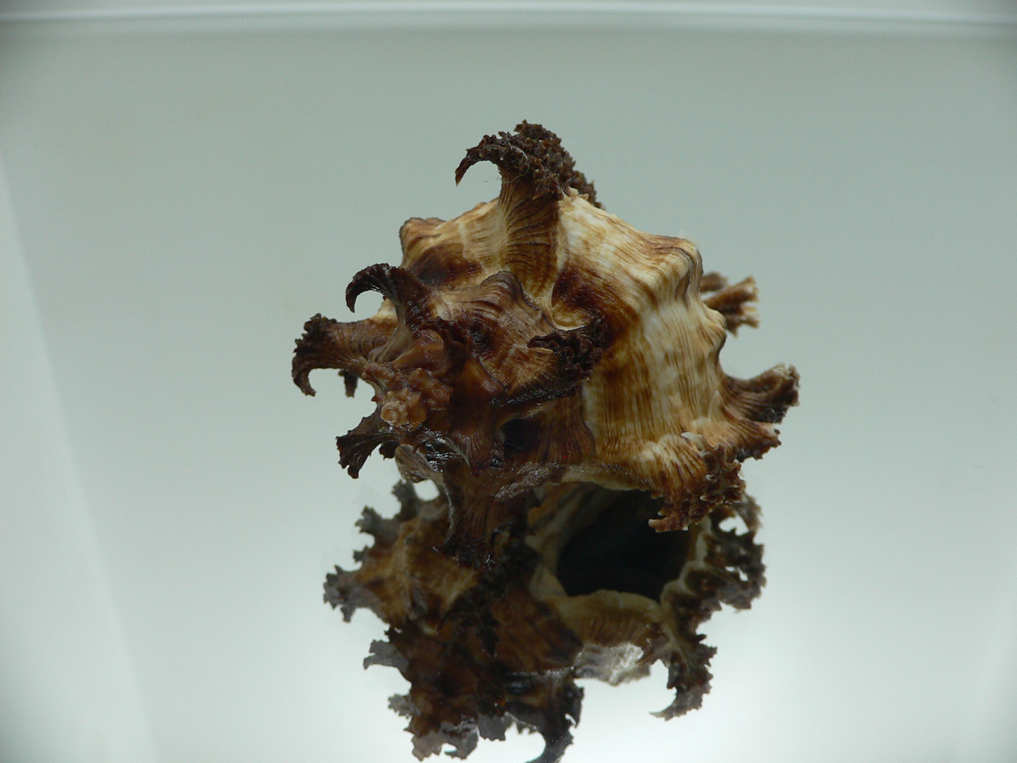 Chicoreus ramosus DARK DWARF