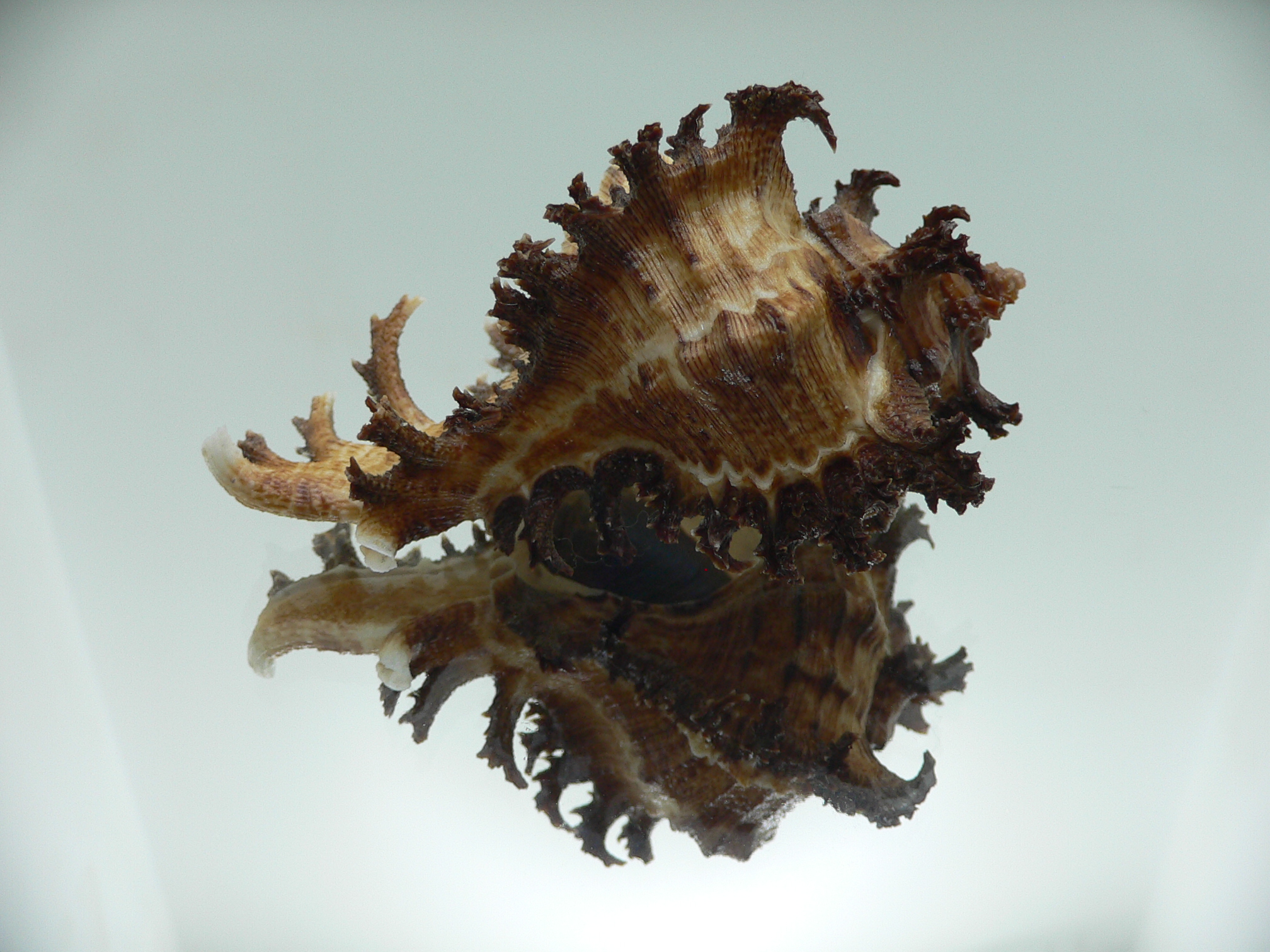 Chicoreus ramosus DARK DWARF