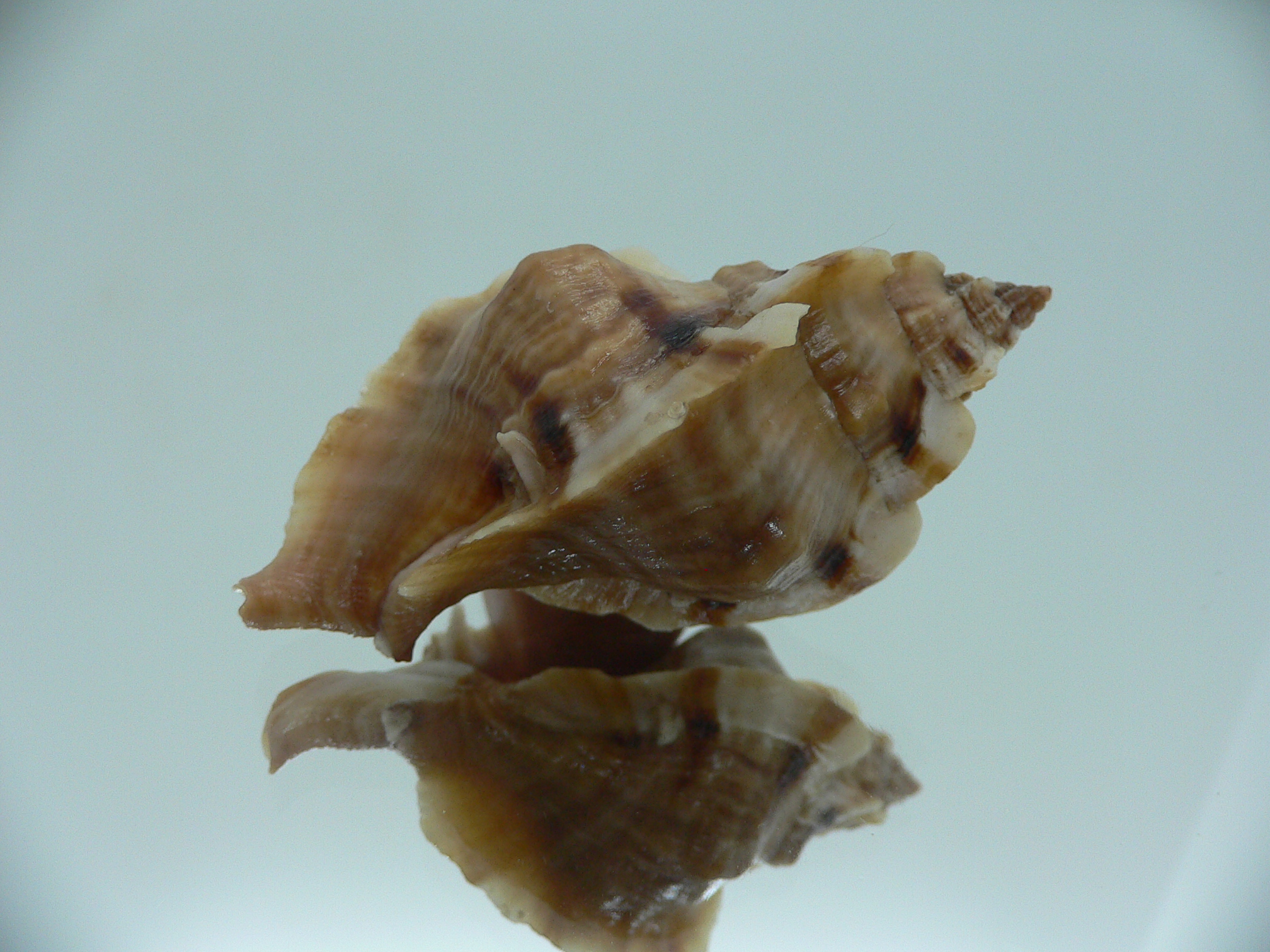 Ceratostoma burnetti ELONGATE & BROWN