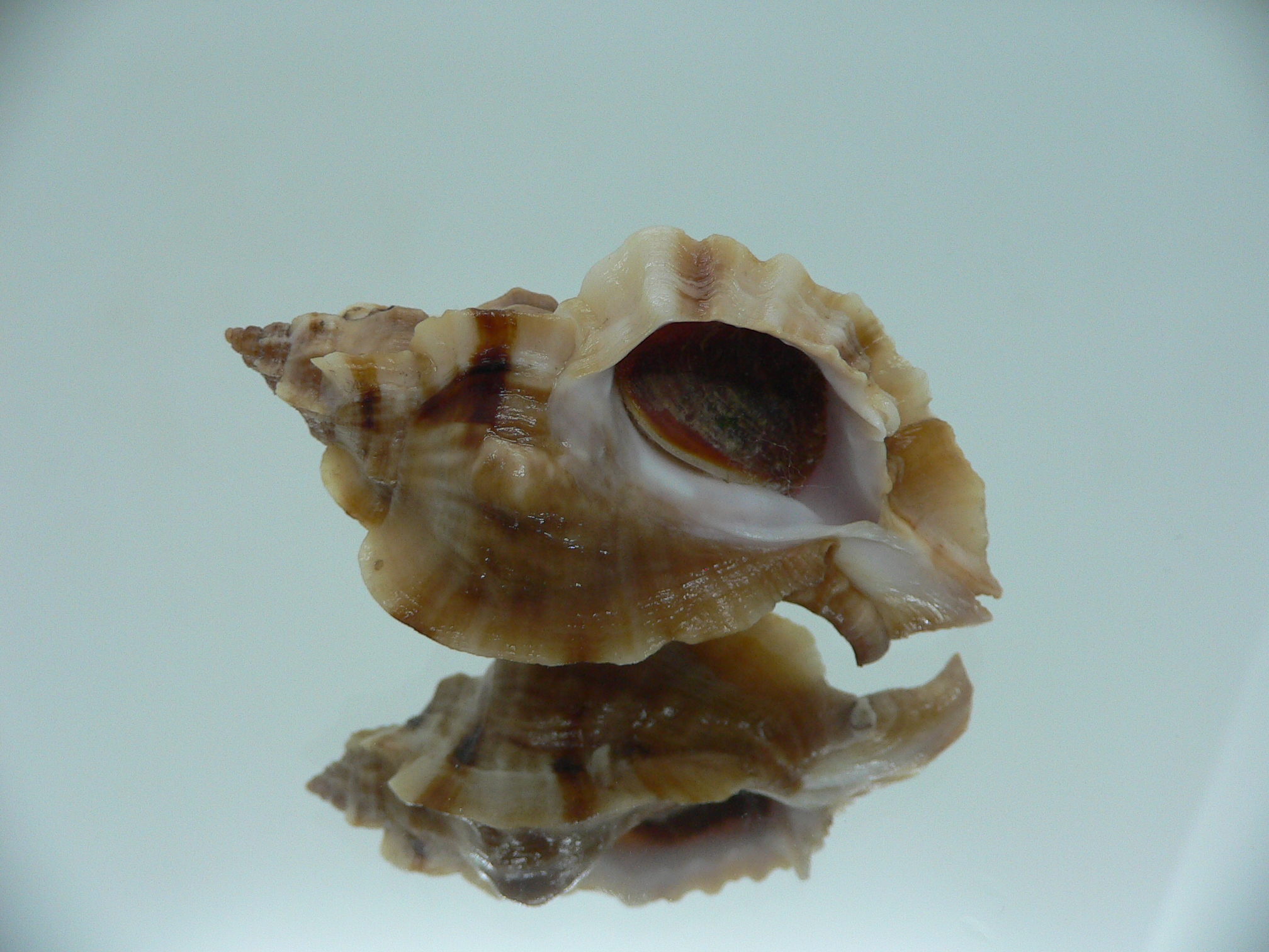 Ceratostoma burnetti ELONGATE & BROWN
