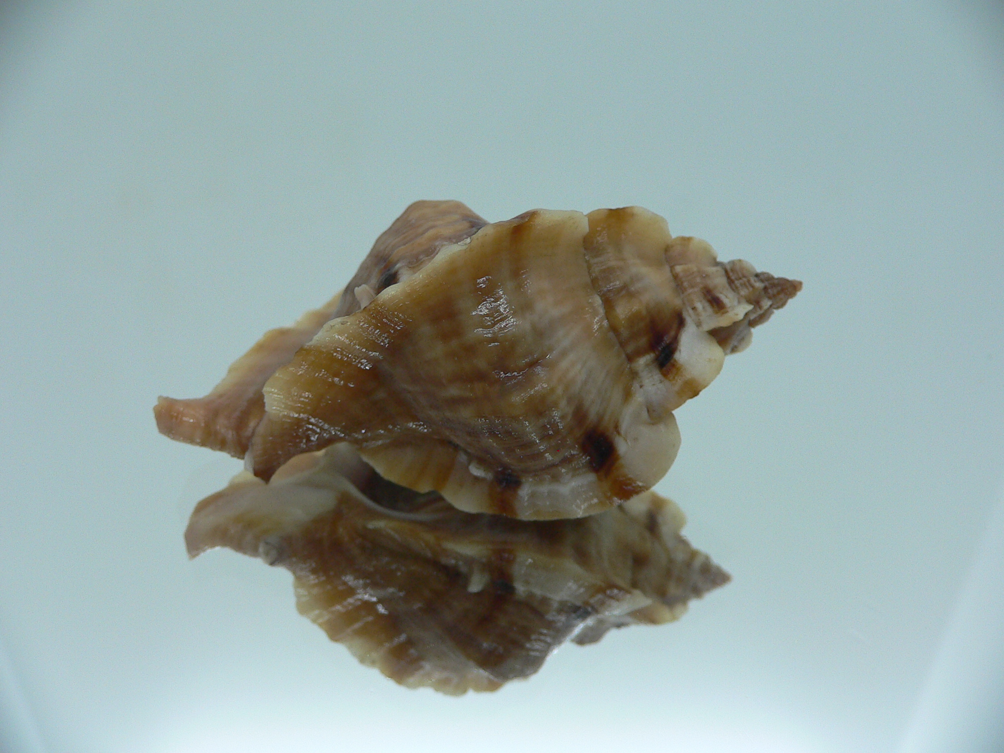 Ceratostoma burnetti ELONGATE & BROWN