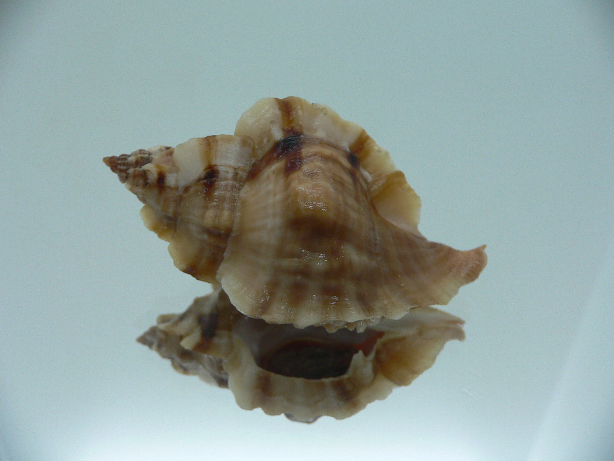 Ceratostoma burnetti ELONGATE & BROWN