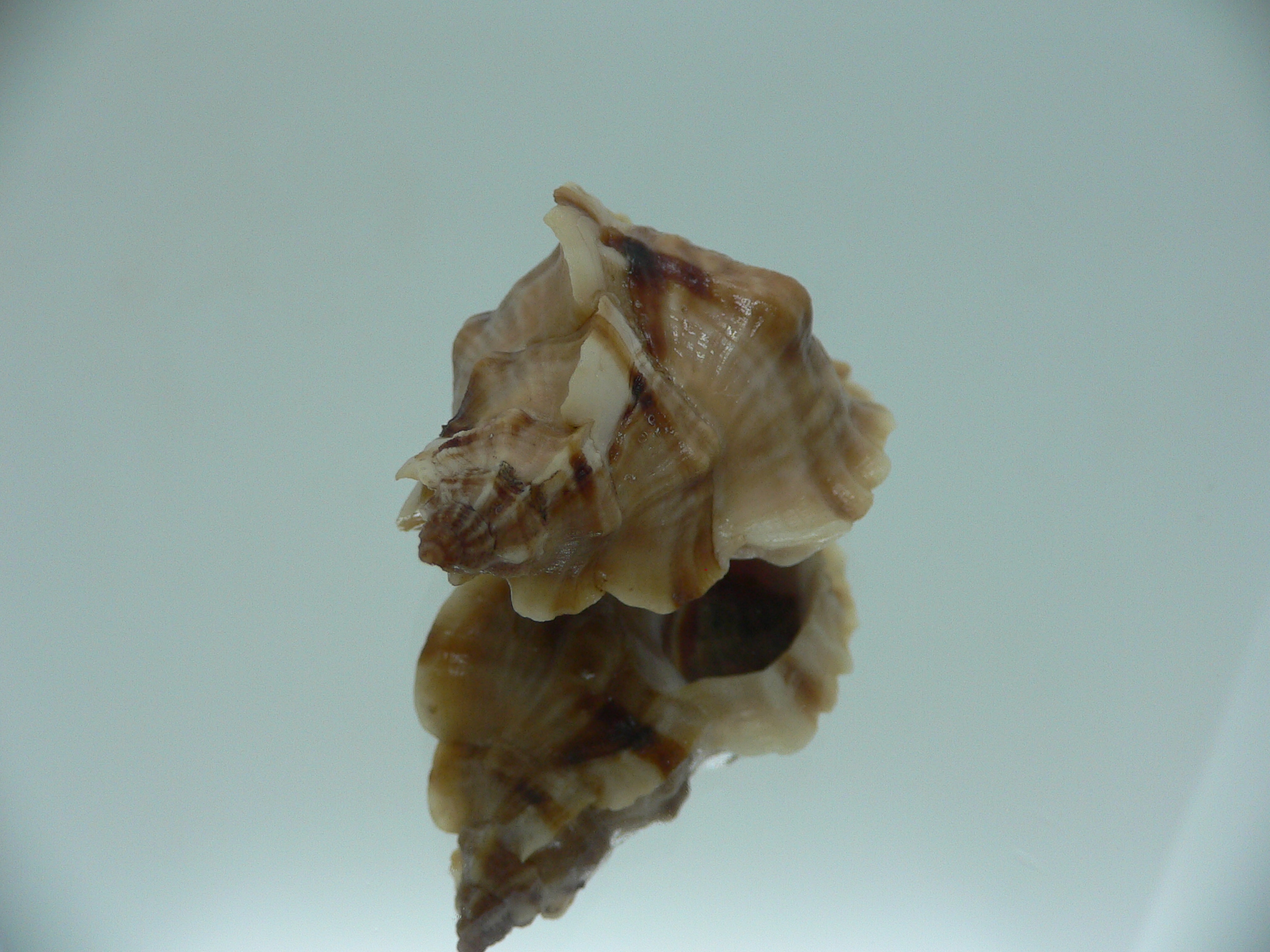 Ceratostoma burnetti ELONGATE & BROWN
