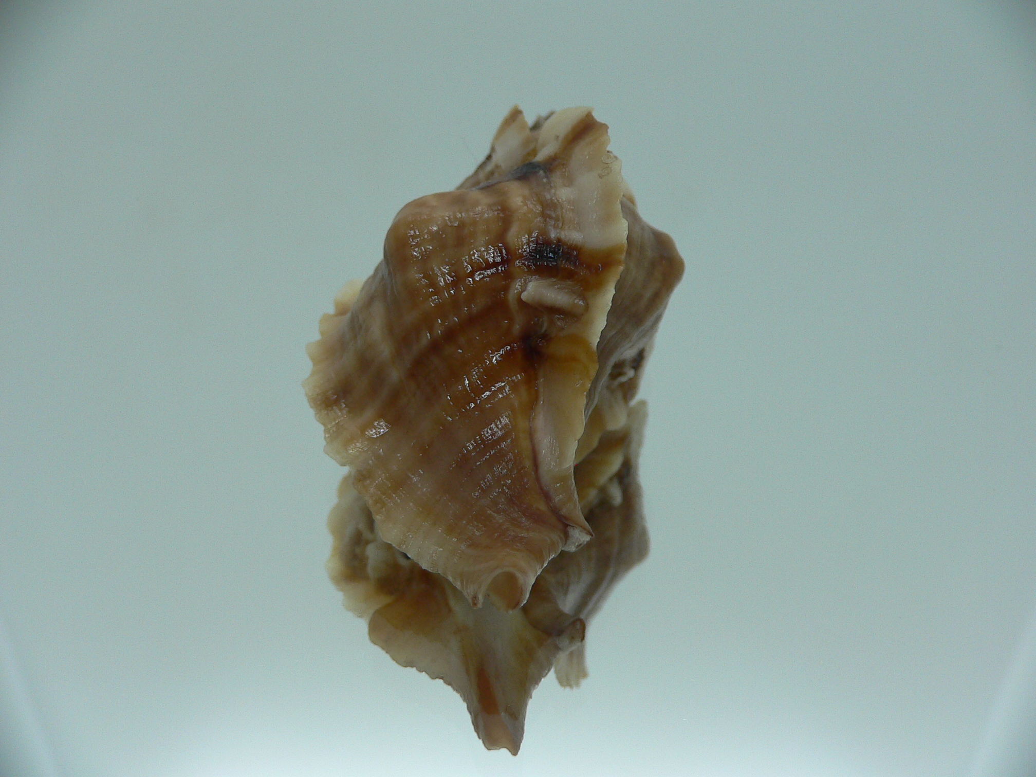 Ceratostoma burnetti ELONGATE & BROWN