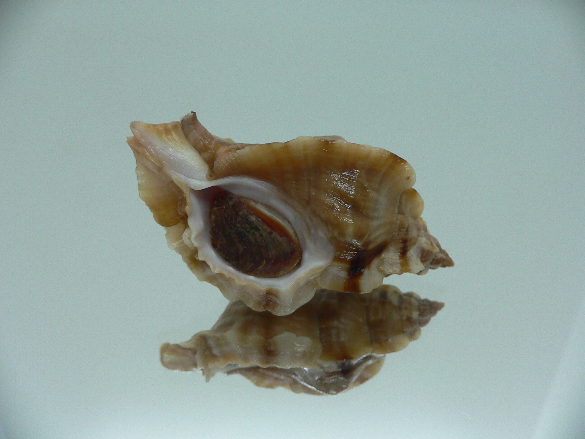 Ceratostoma burnetti ELONGATE & BROWN
