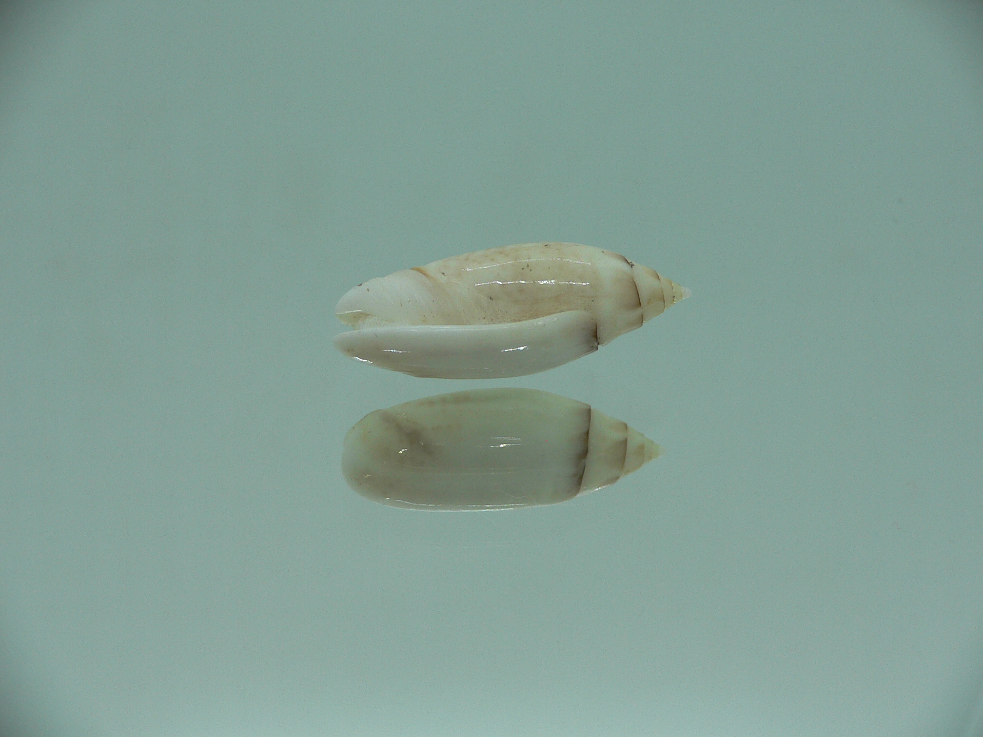 Oliva (Acutoliva) australis 3