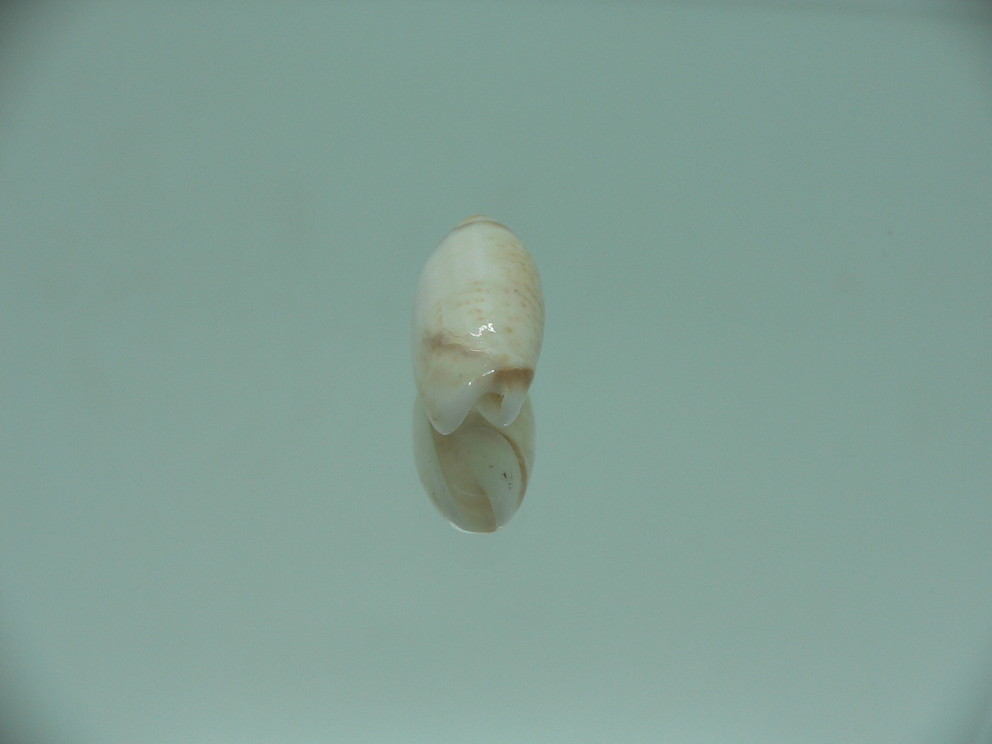 Oliva (Acutoliva) australis 3