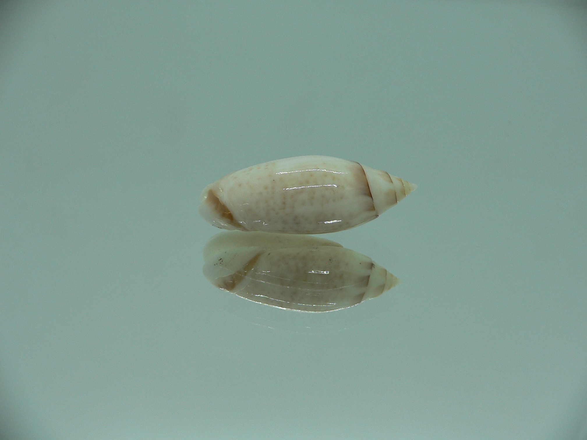 Oliva (Acutoliva) australis 3