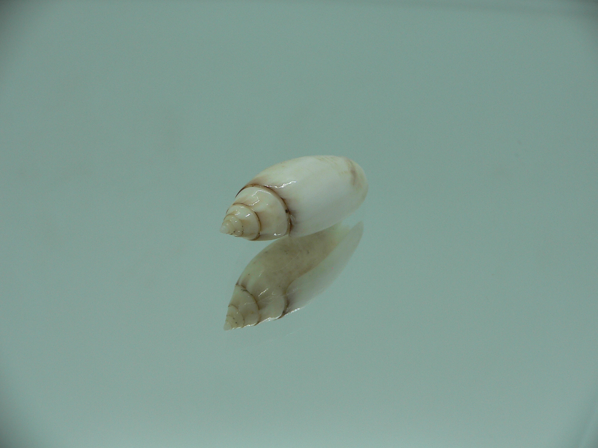 Oliva (Acutoliva) australis 3