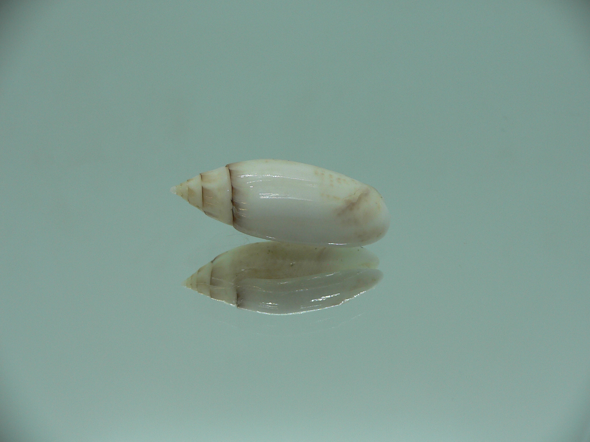 Oliva (Acutoliva) australis 3