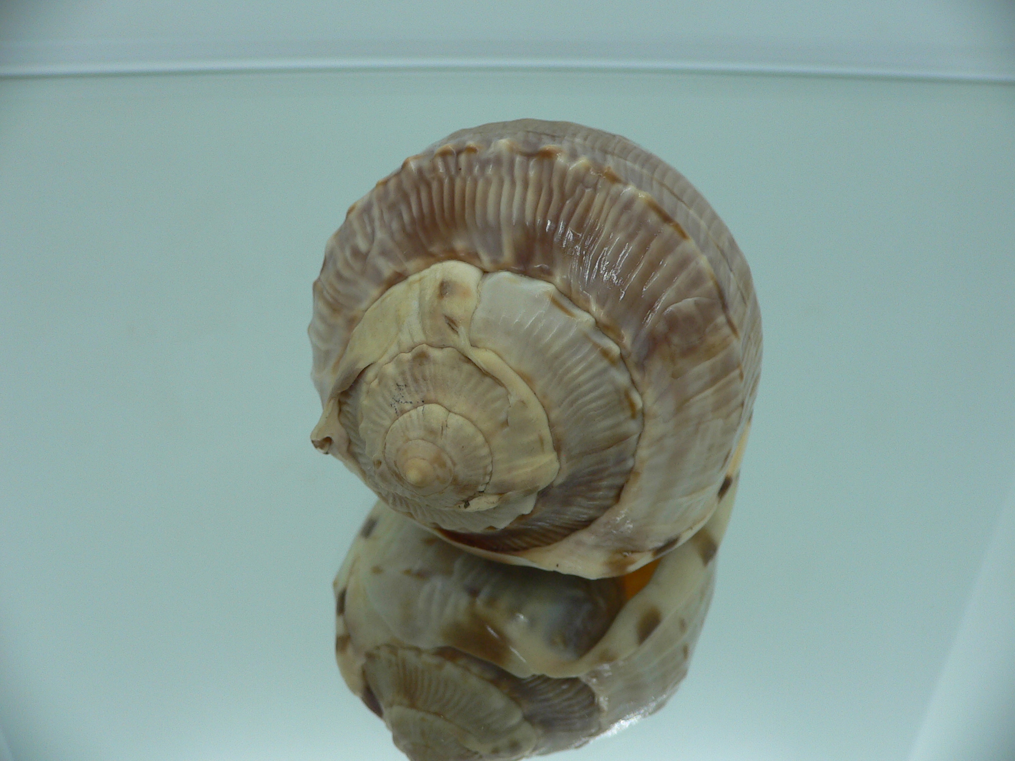 Cassis (Hypocassis) fimbriata RARE & COLOR