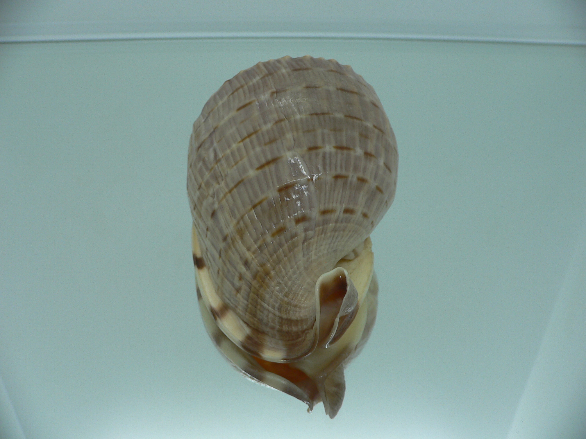 Cassis (Hypocassis) fimbriata RARE & COLOR