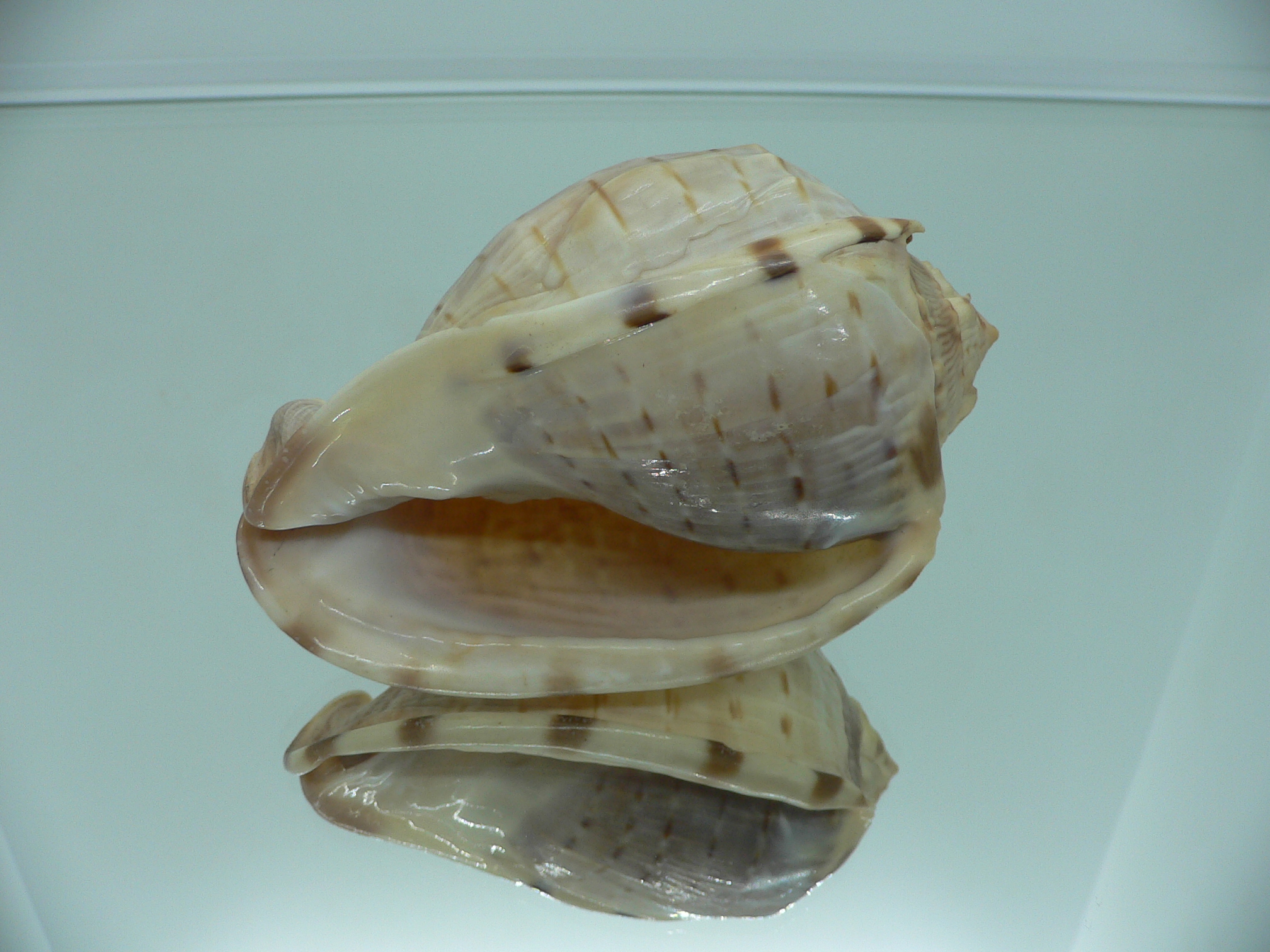 Cassis (Hypocassis) fimbriata RARE & COLOR