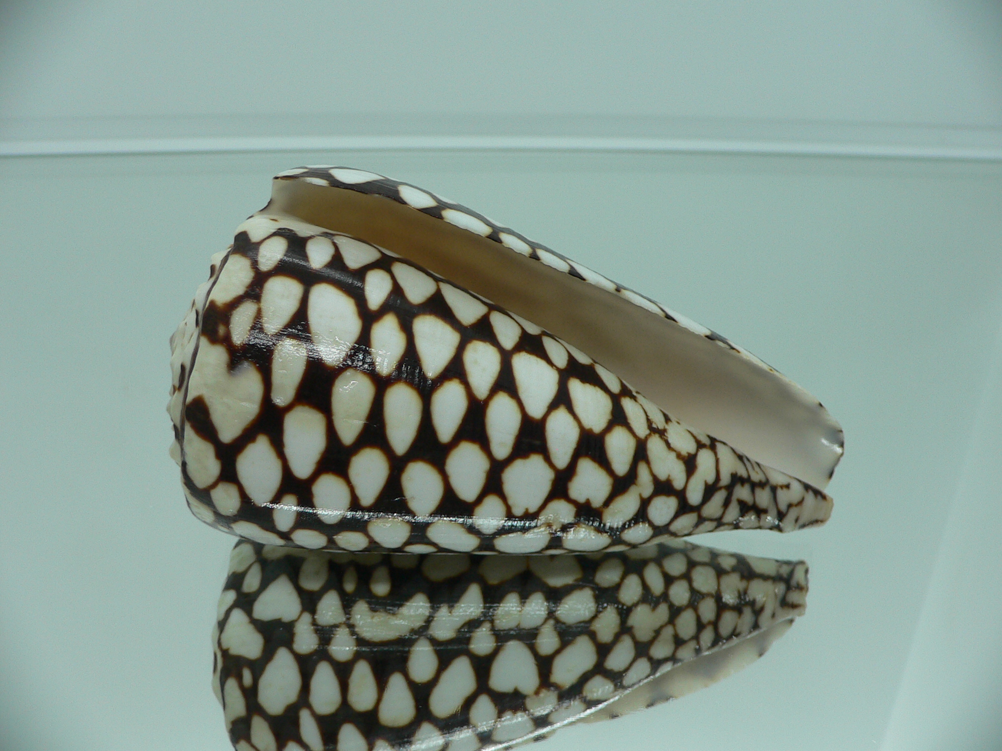 Conus marmoreus SUPER SPOTS