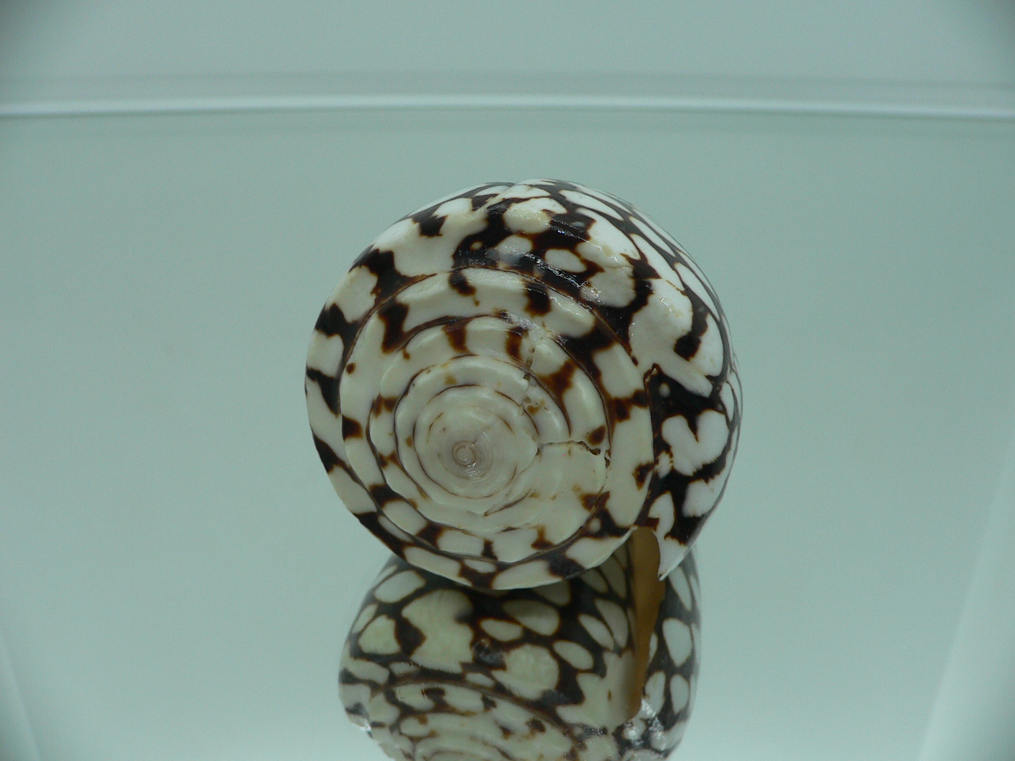 Conus marmoreus SUPER SPOTS