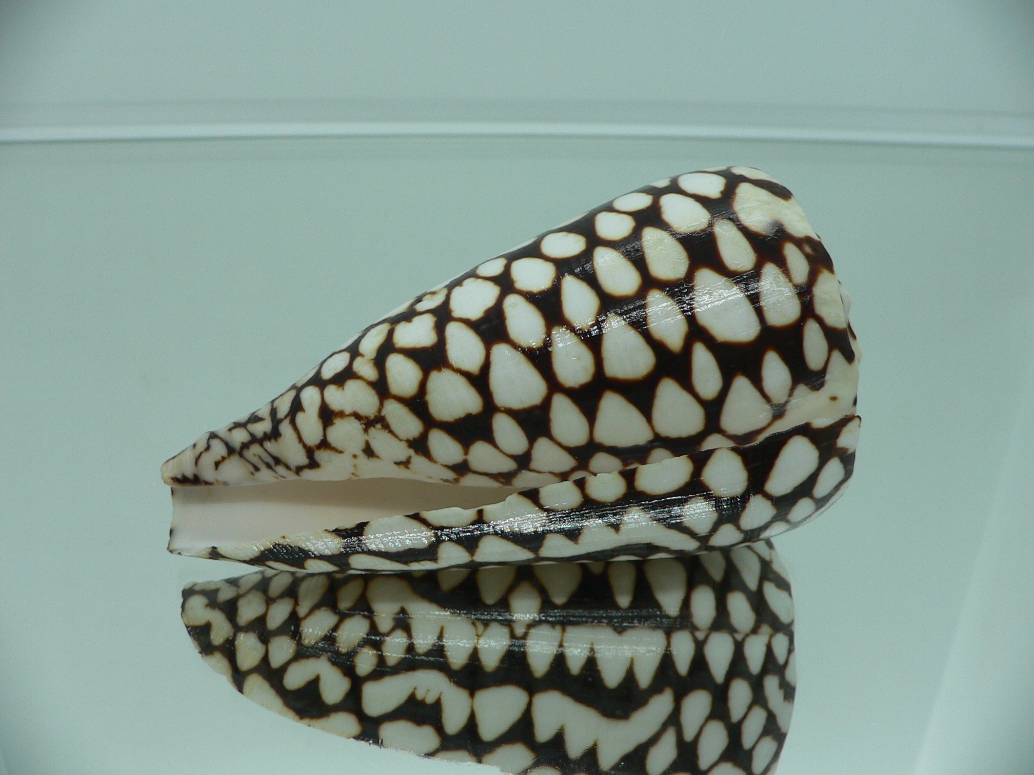 Conus marmoreus SUPER SPOTS