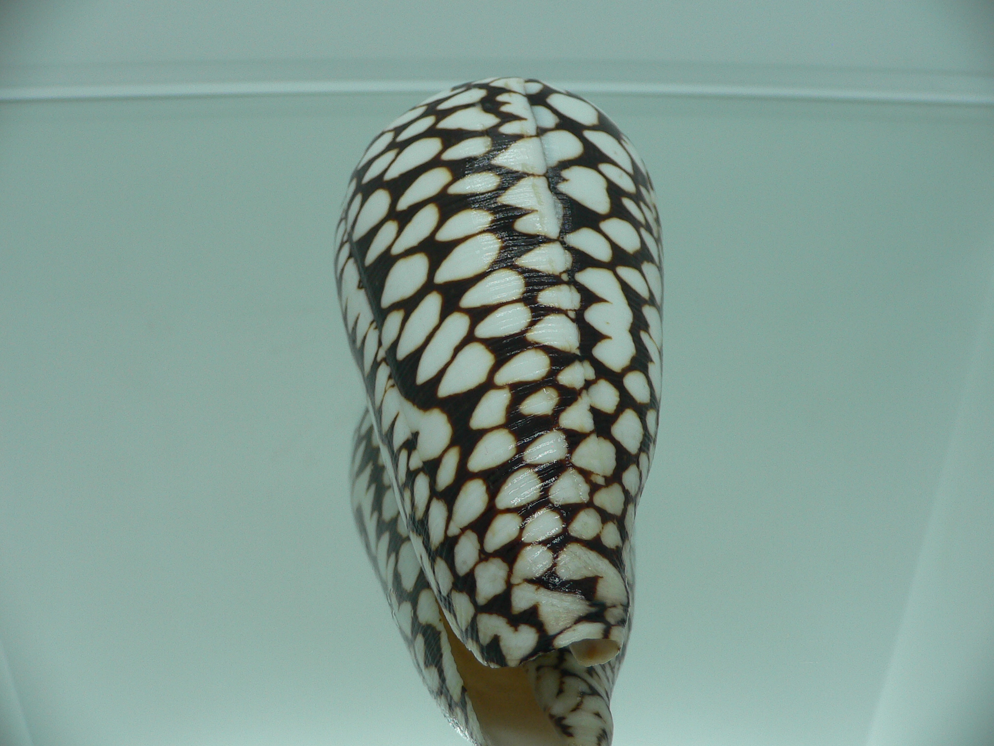 Conus marmoreus SUPER SPOTS
