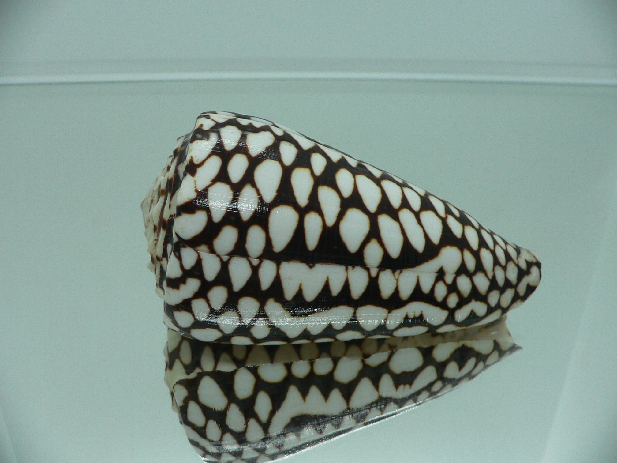Conus marmoreus SUPER SPOTS