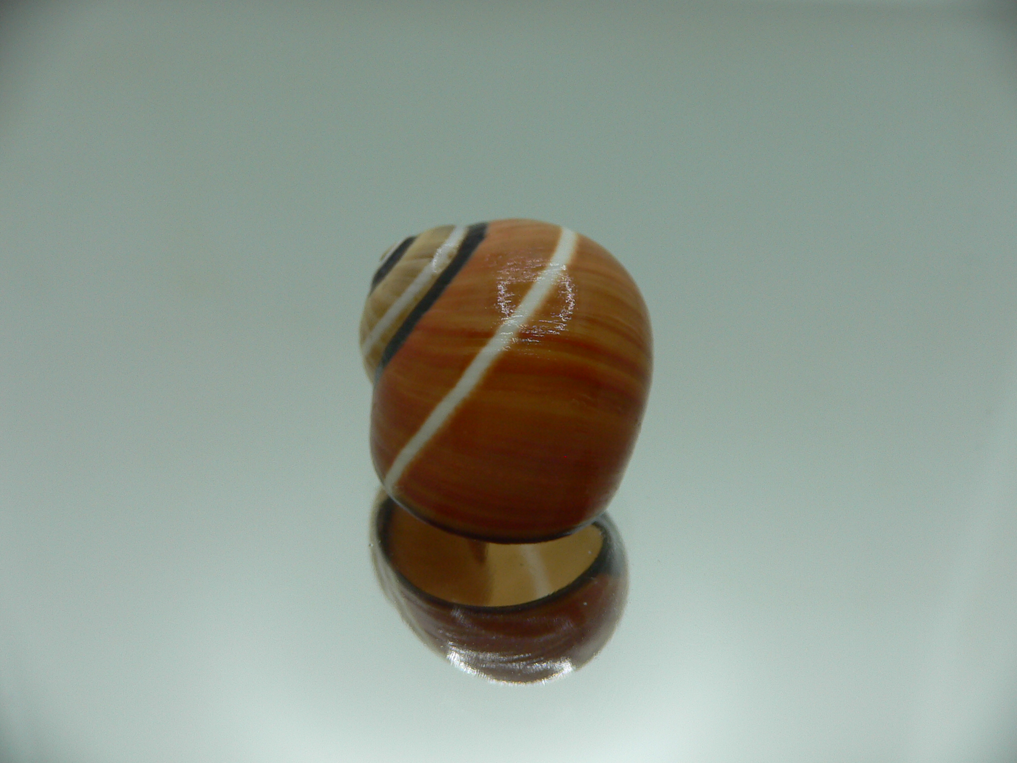 Polymita picta cf. picta STRIPED