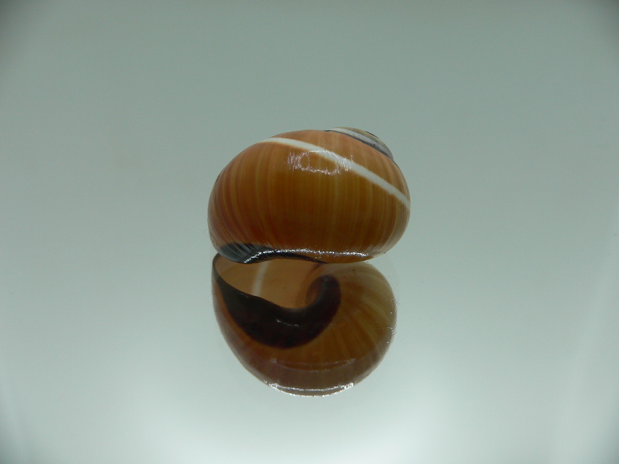 Polymita picta cf. picta STRIPED