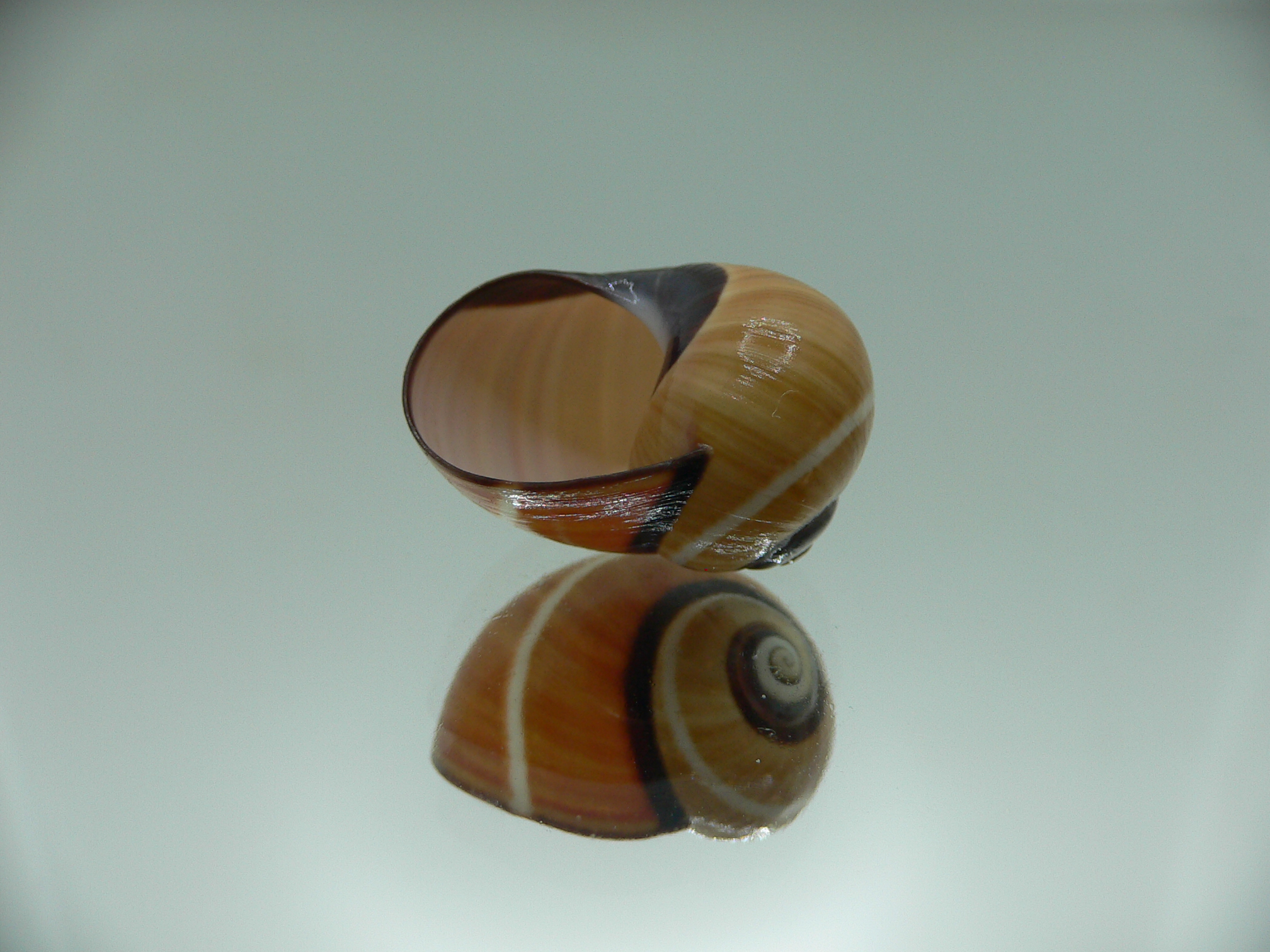 Polymita picta cf. picta STRIPED