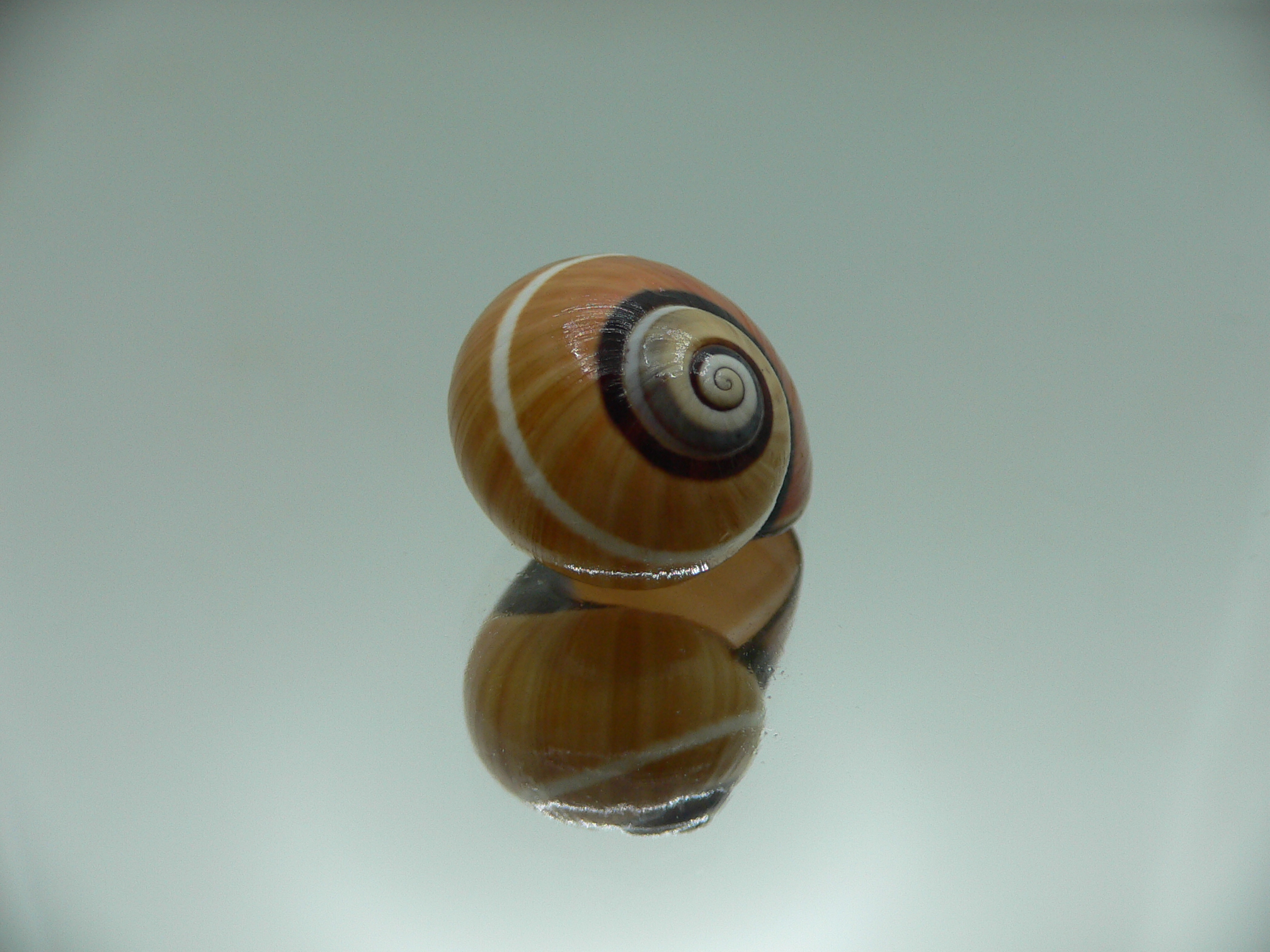 Polymita picta cf. picta STRIPED