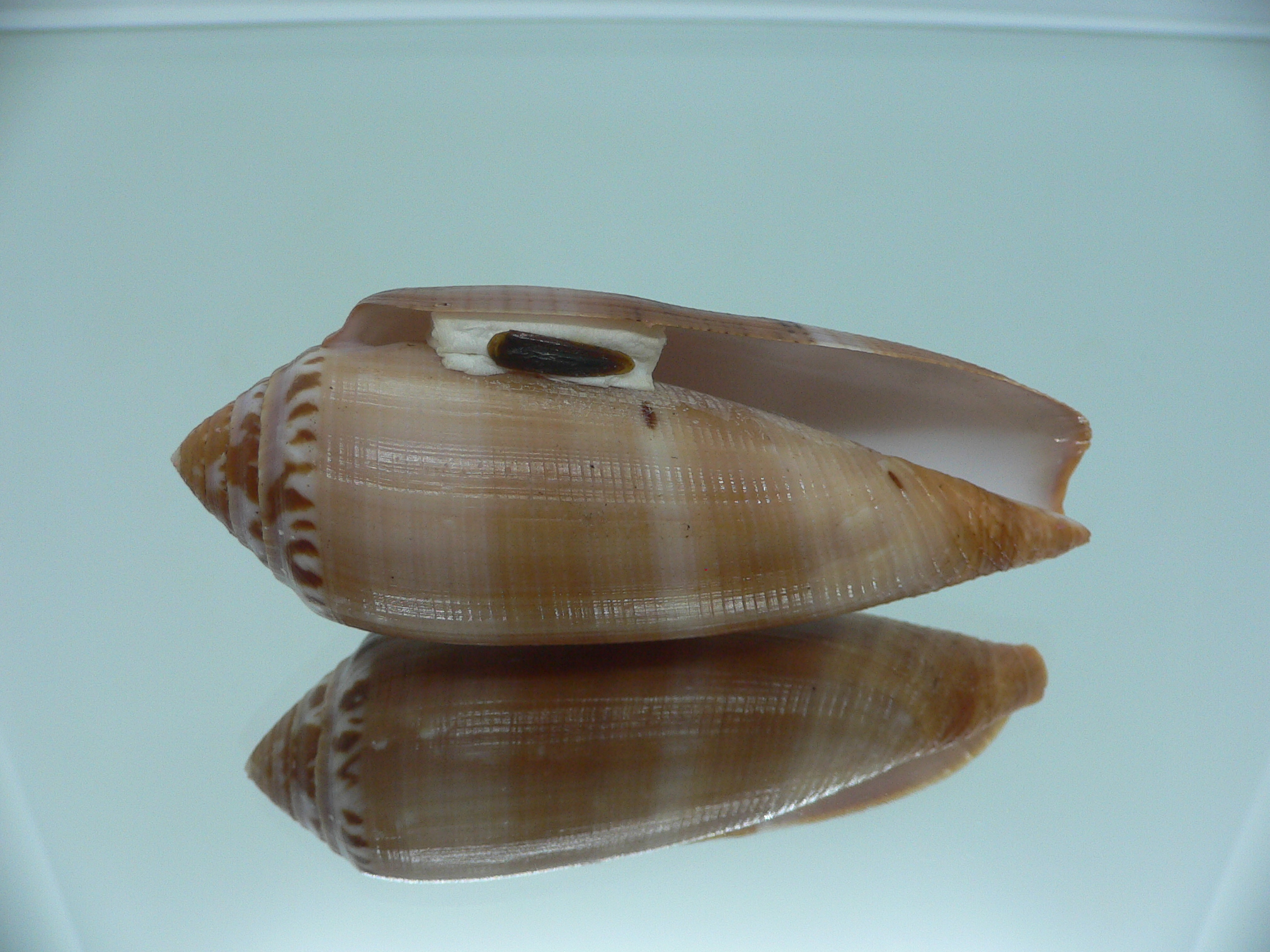 Conus circumcisus brazieri (var.) VERY BIG