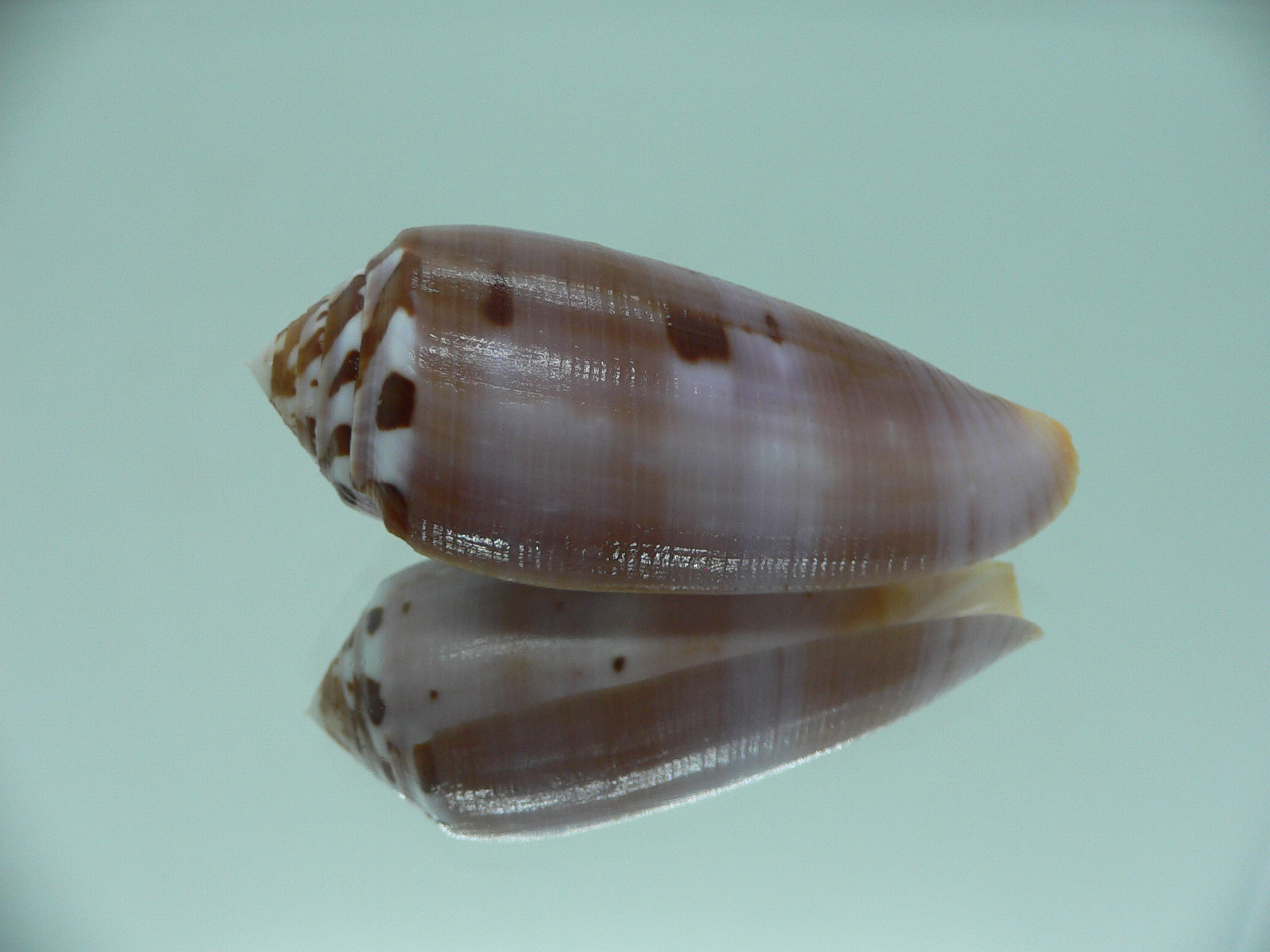 Conus circumcisus TRICOLOR