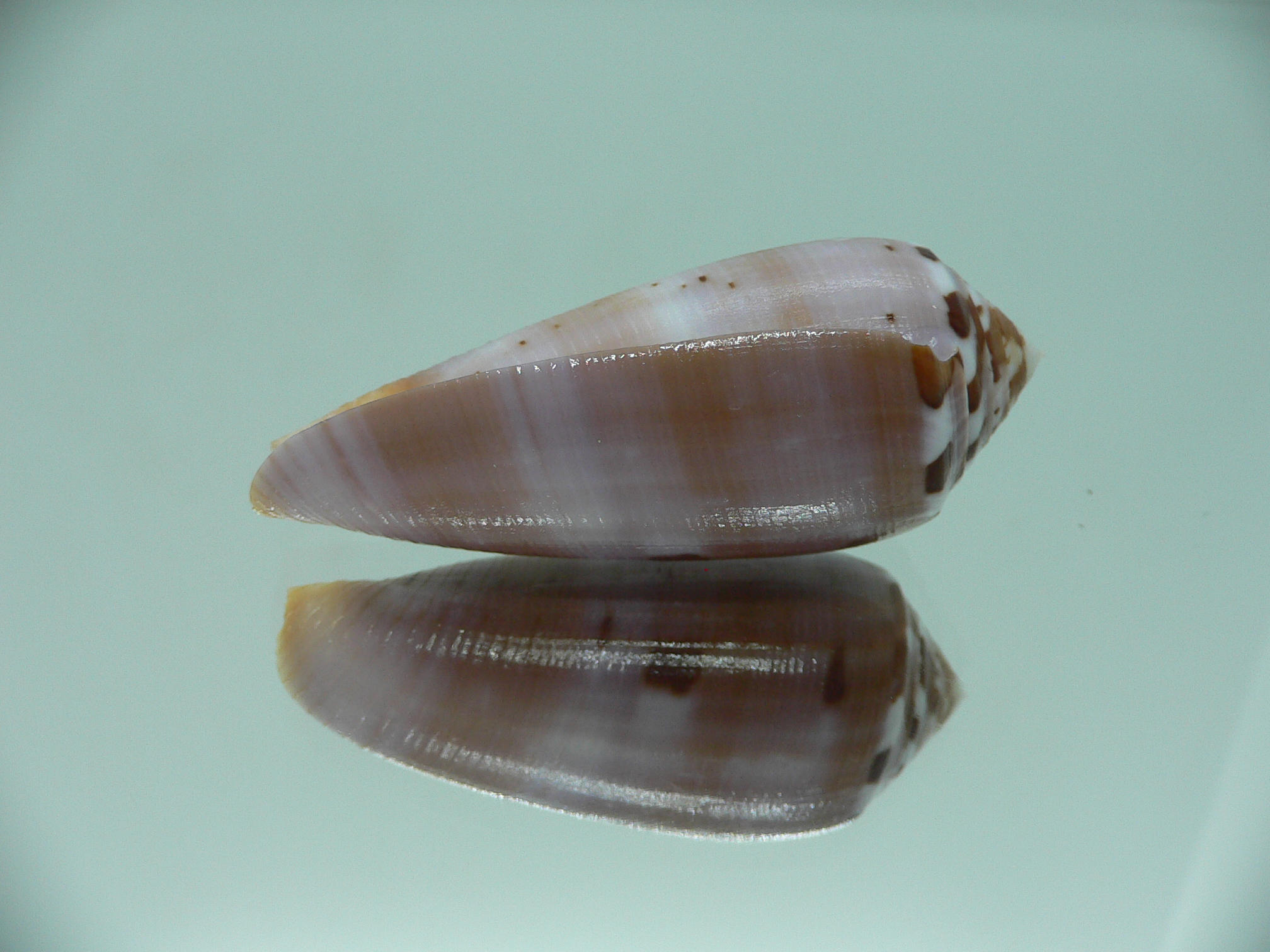 Conus circumcisus TRICOLOR