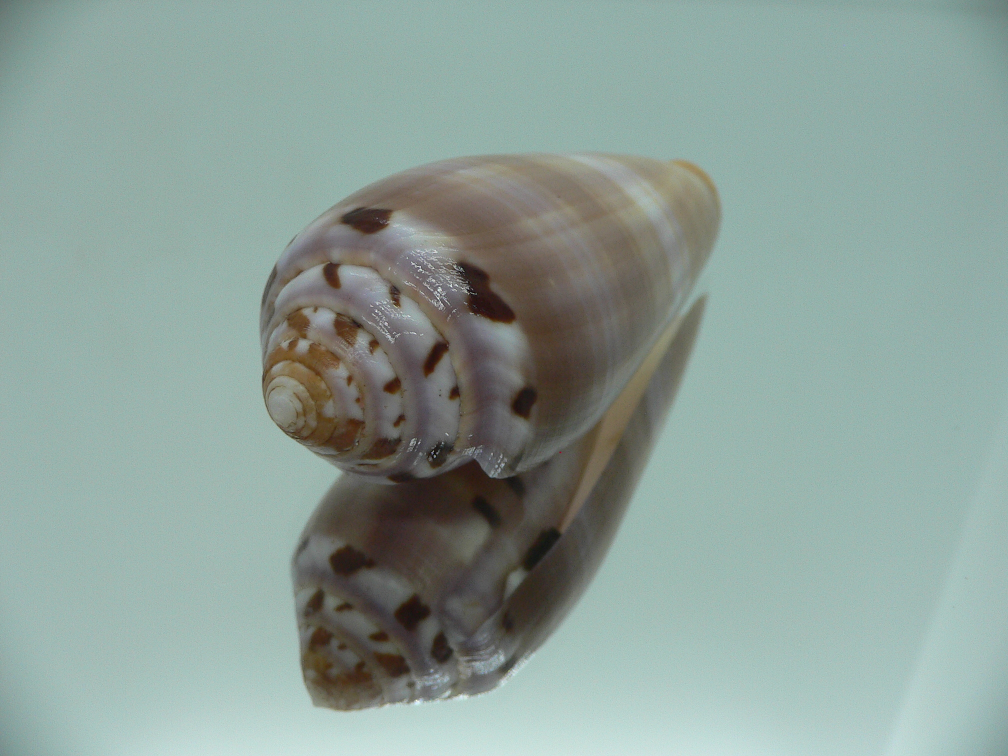 Conus circumcisus BIG