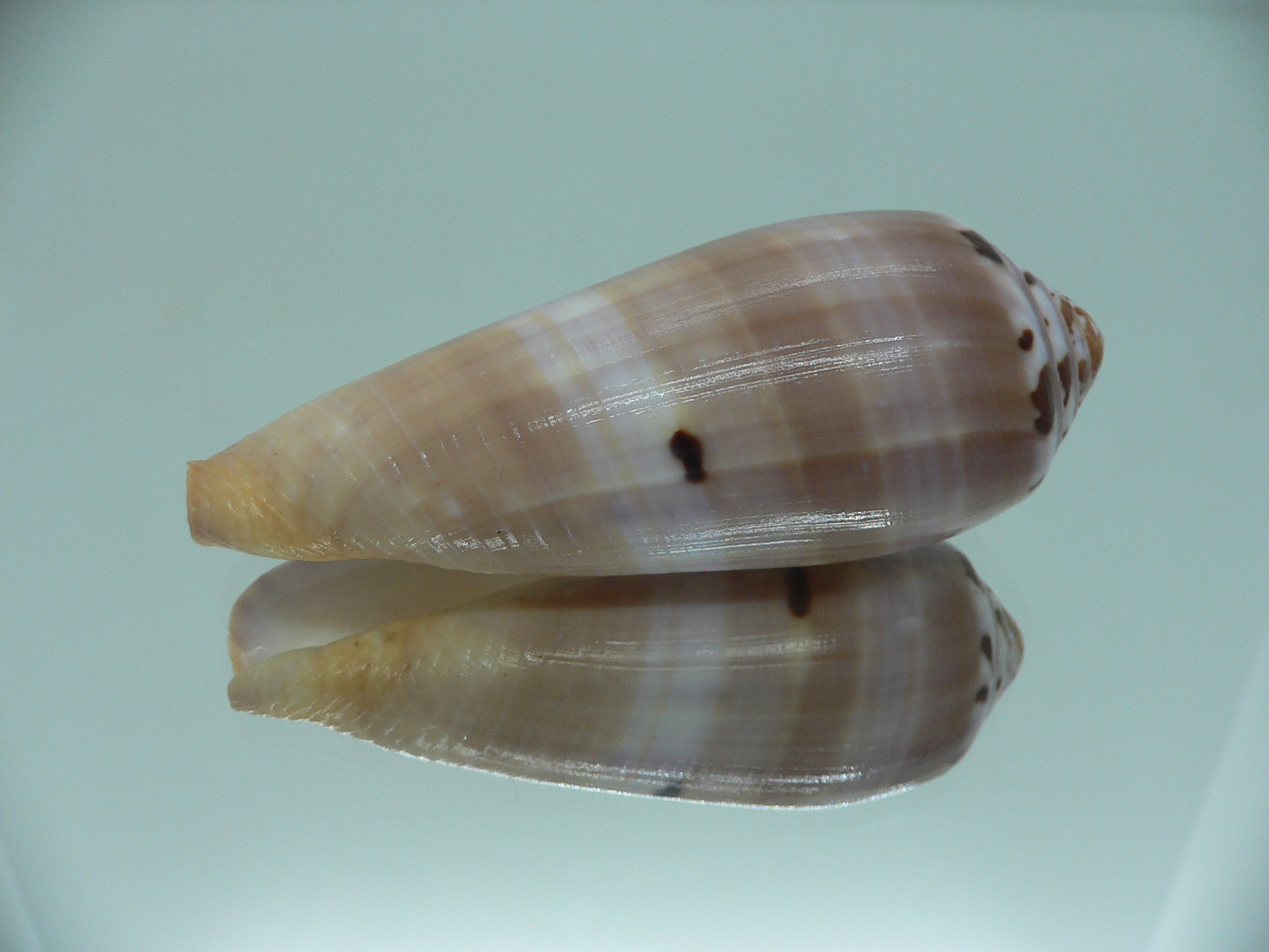 Conus circumcisus BIG
