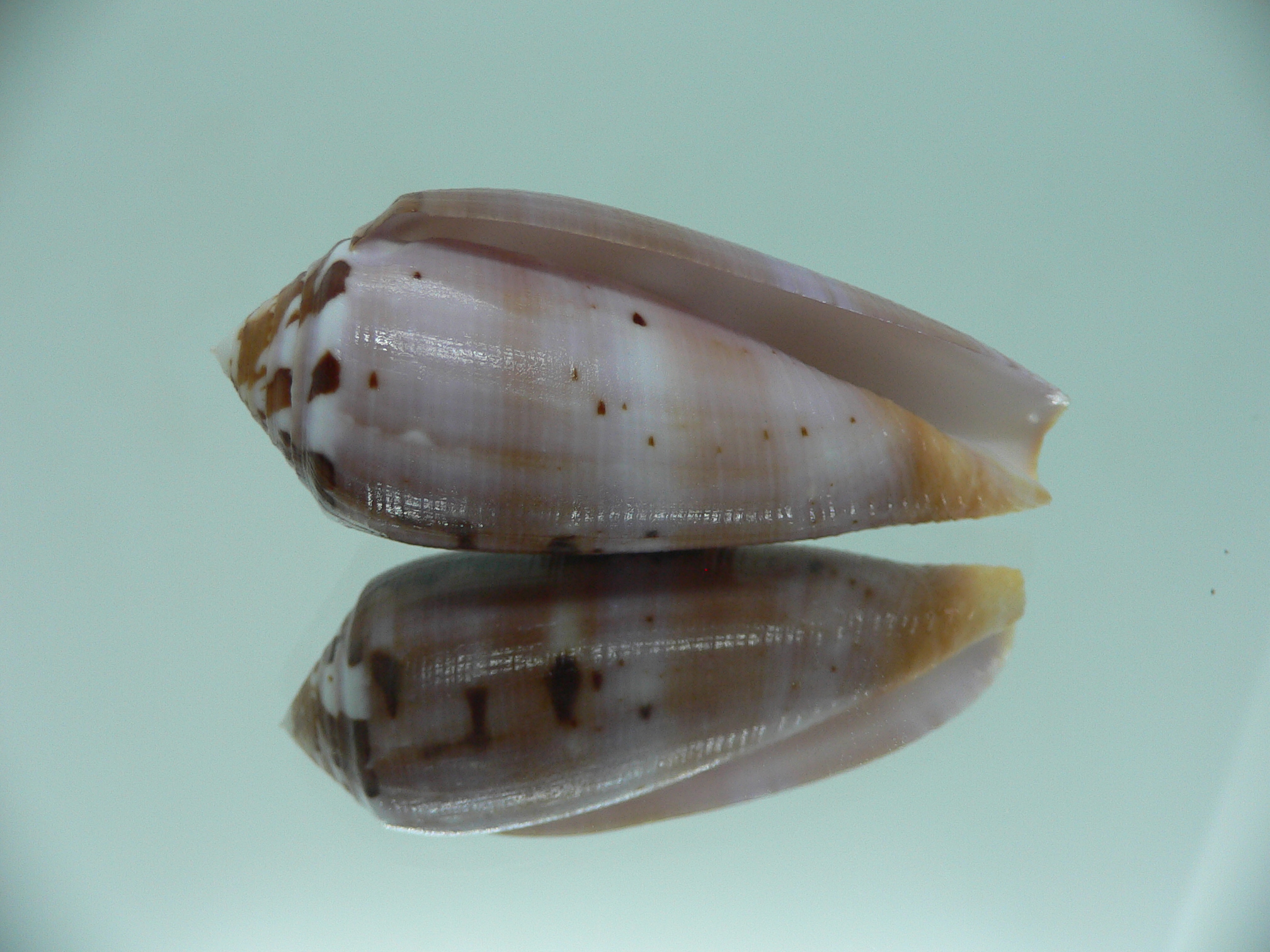 Conus circumcisus TRICOLOR