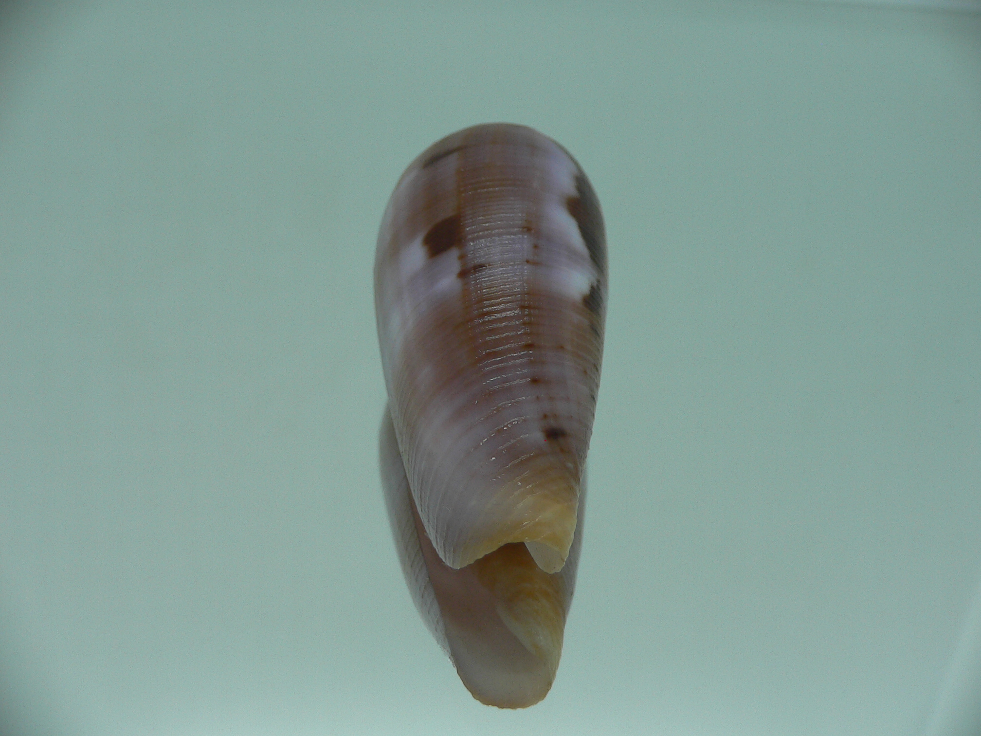 Conus circumcisus TRICOLOR