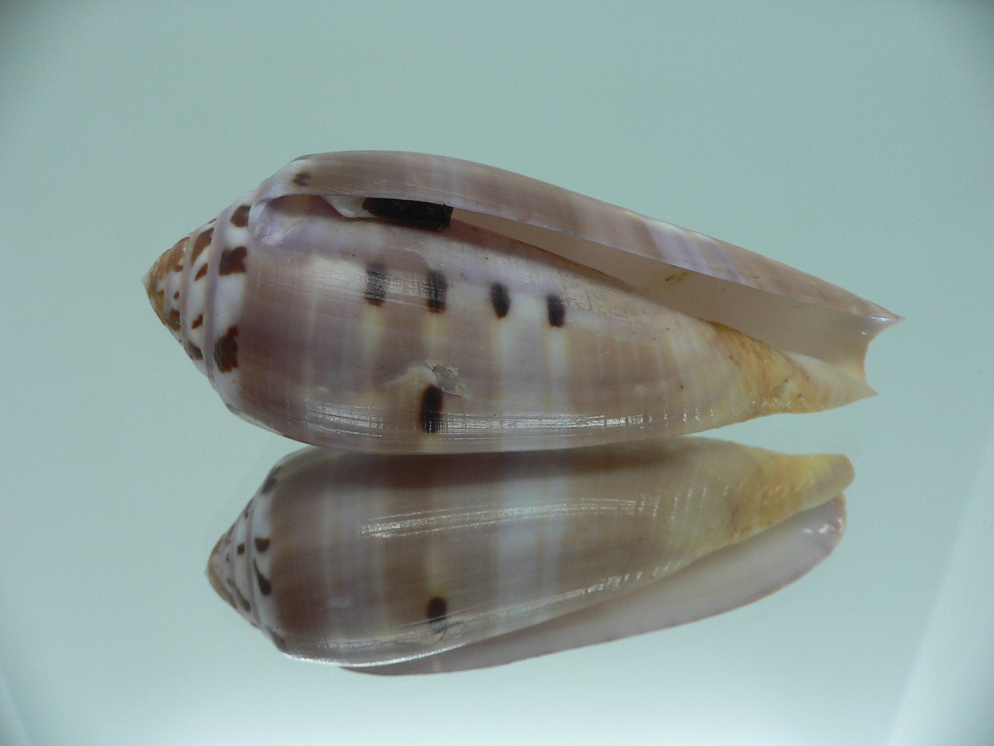 Conus circumcisus BIG