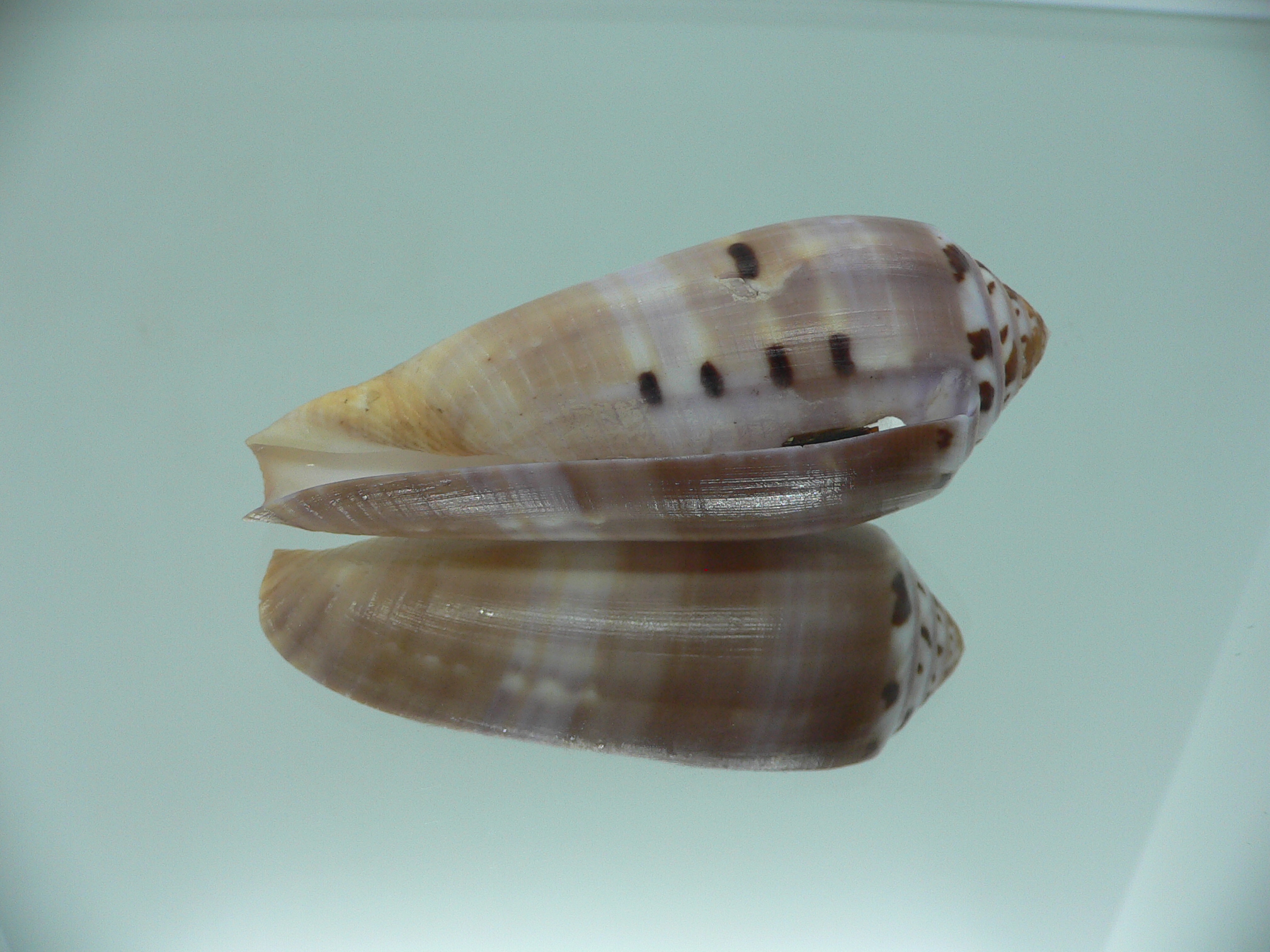 Conus circumcisus BIG